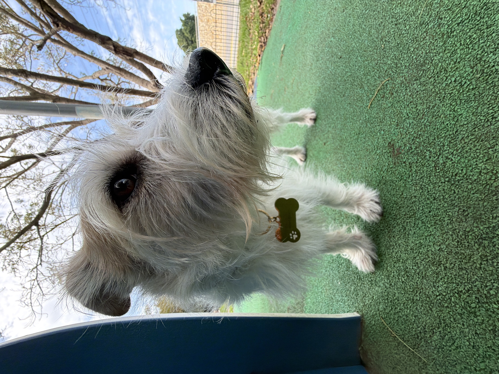 A white, shaggy-coated dog with dark eyes and a black nose stands on a dark green, granular surface, likely artificial turf. An olive-green, bone-shaped identification tag with a paw print emblem is attached to its neck. A thin, curved brown stick lies on the green surface in the lower foreground. To the immediate left, a partial, curved blue vertical structure is visible. In the background, a light gray utility pole stands behind the dog, and bare deciduous tree branches are prominent against a blue sky with scattered white clouds. Further back, a low stone-patterned barrier wall, a section of a paved roadway, and distant green foliage are discernible. The scene is located in the city of Tel-Aviv, Israel.