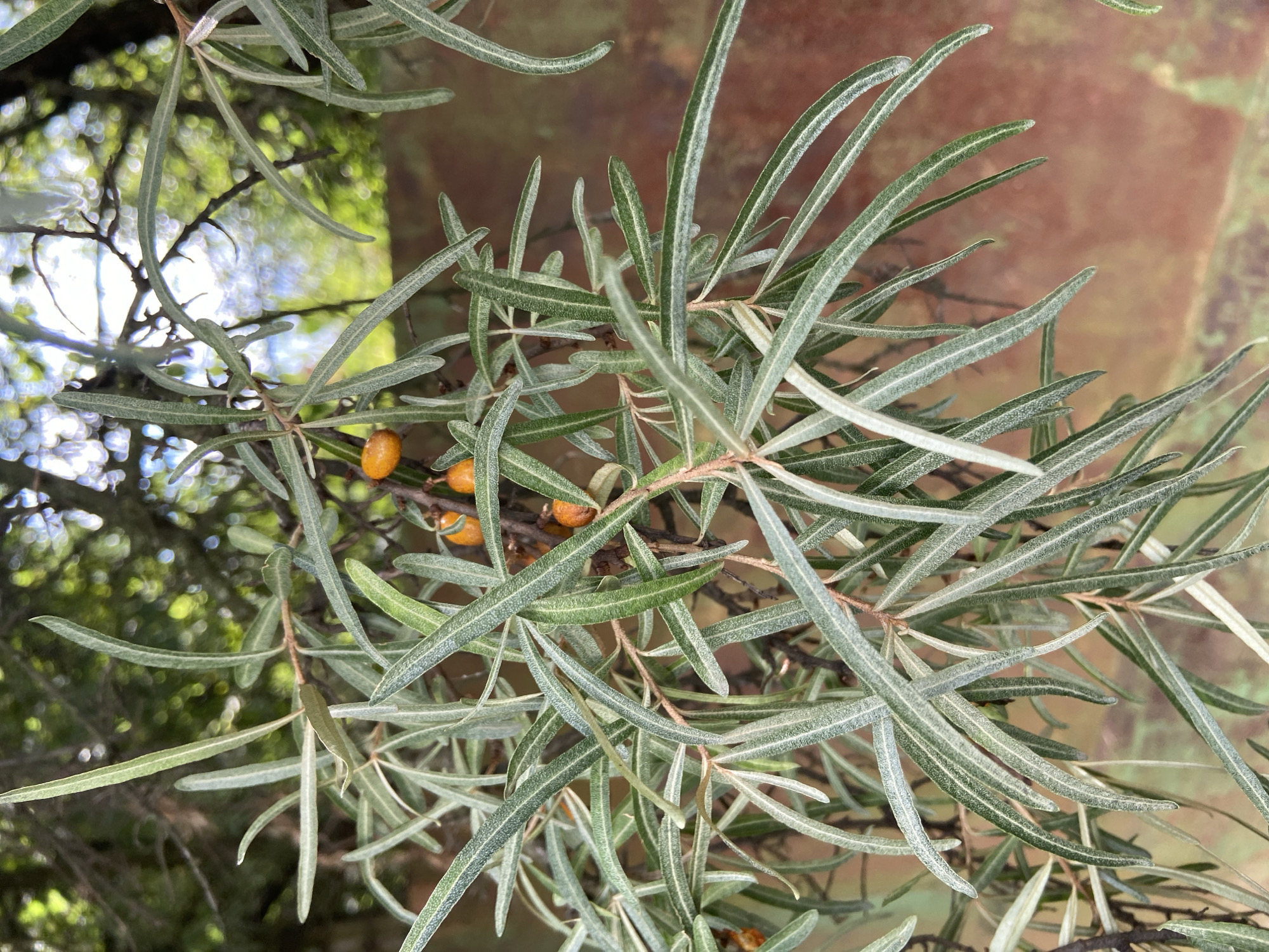 An outdoor, eye-level, close-up shot focuses on the branches of a sea buckthorn plant, laden with small, orange berries. The leaves are long, narrow, and silver-green, with a slightly fuzzy texture. In the background, the leaves and branches of other trees are visible, with dappled sunlight creating a bokeh effect. Behind the foliage, a reddish-brown wall or structure is partially obscured, and a hint of blue sky can be seen through the branches. The scene is likely located in Balashikha, Russia, given the context.
