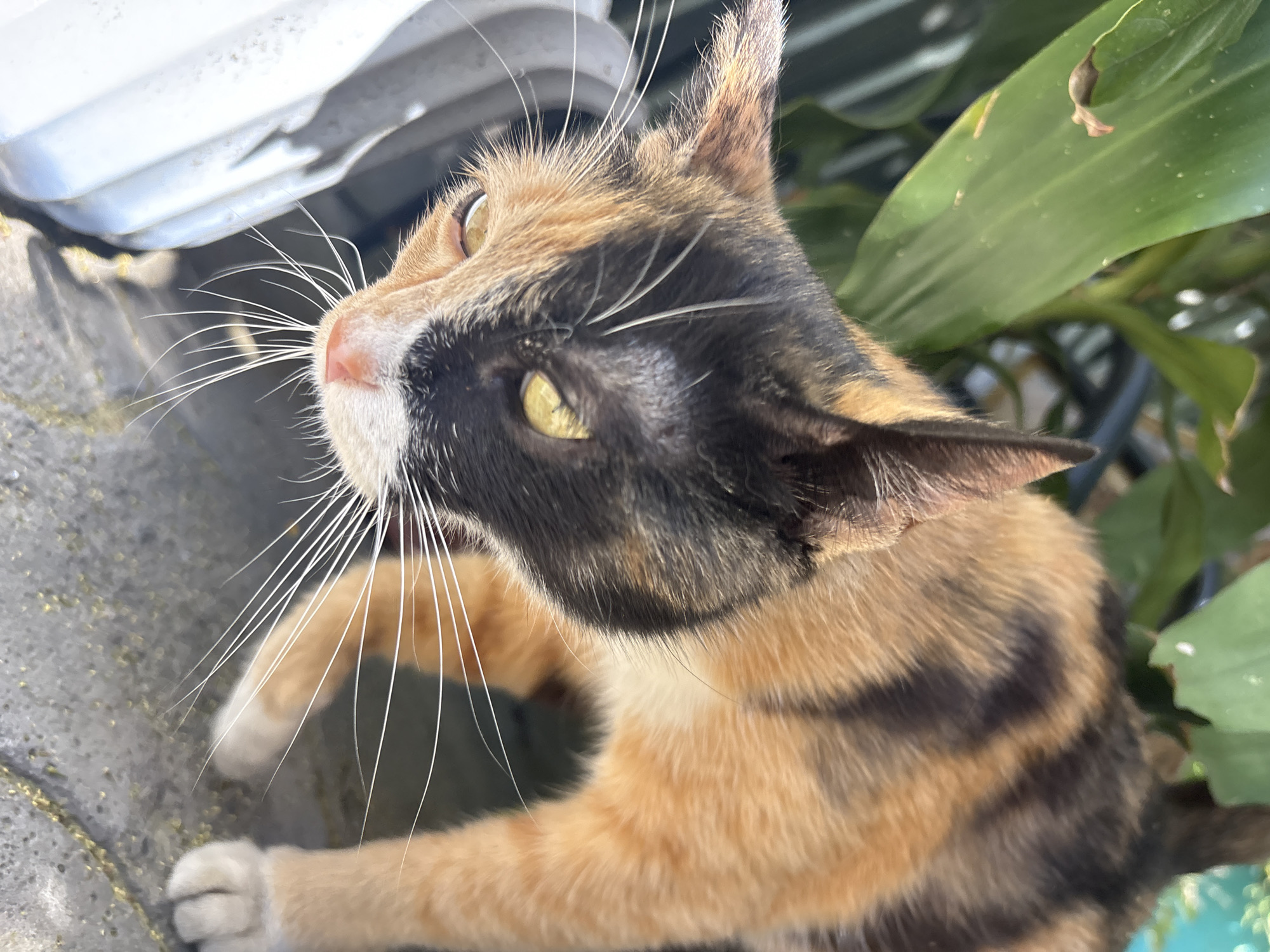 A calico cat with black, orange, and white fur is captured in a close-up shot, its head tilted downwards and to the left, with one eye visible and partially obscured by shadows. The cat's facial markings are distinct, with a sharp division between black and orange fur across its face. Its long white whiskers fan out prominently. The cat is positioned outdoors, with green foliage in the background, suggesting a natural or semi-natural environment. A portion of a white, textured object is visible to the left of the cat, and the ground beneath appears to be a rough, grey surface, possibly concrete or stone, with small specks of yellow. The lighting indicates it is daytime, with sunlight casting shadows. The image's focus is sharp on the cat's face and whiskers. There are no people or any identifiable landmarks or elements that would place this scene specifically within the city of Almaty, Kazakhstan.