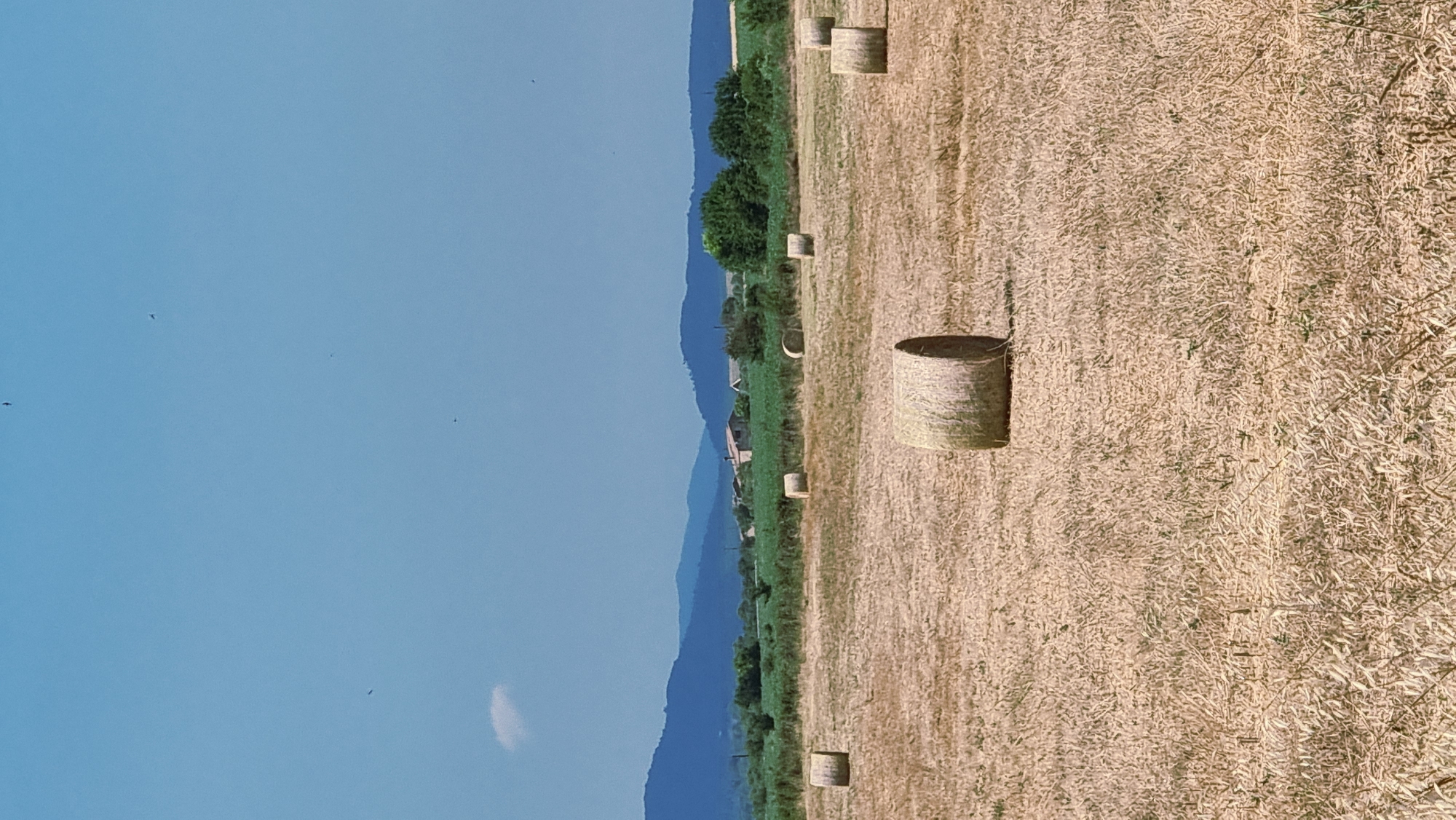 In a dry, sunlit field, several large, cylindrical hay bales are scattered across the ground. The bales are golden brown and appear to be freshly harvested. In the background, a line of green trees and vegetation separates the field from a range of low, blue mountains. A few scattered buildings are visible amongst the trees. The sky is a clear, bright blue with a few wispy white clouds. The image appears to be taken in Navata, Spain, during a warm, dry season, likely late summer or early autumn. There are no people or animals visible in the scene.