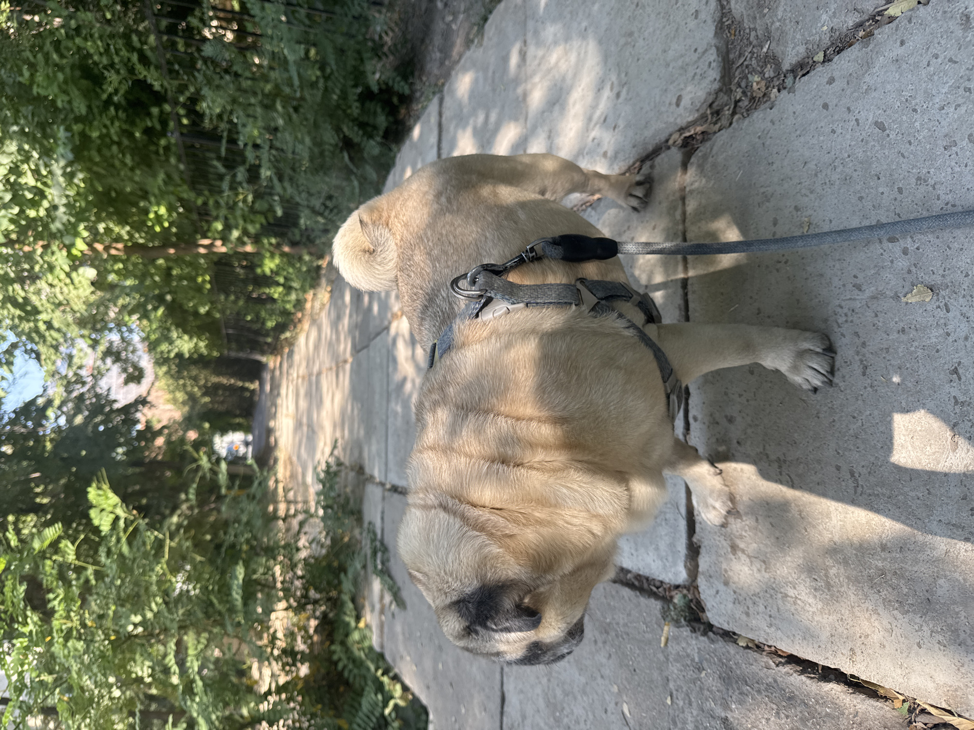 A fawn-colored pug on a leash stands on a paved pathway bordered by lush green trees. The pug faces left, its body angled to the right, with a gray harness on its back. Sunlight casts shadows across the path, illuminating the textured concrete slabs. The pathway recedes into the distance, lined with a dark metal fence on the right and dense foliage on both sides. In the background, a white vehicle is visible, suggesting the pathway is a street or alley. The overall setting appears to be a park or a residential area within Bishkek, Kyrgyzstan, during daylight hours.