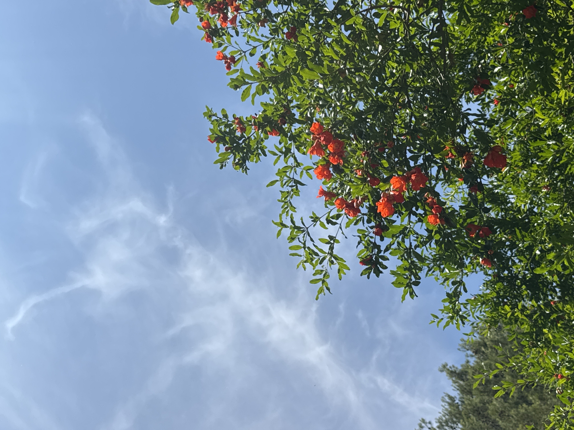 The image depicts a close-up view of a pomegranate tree in bloom, set against a bright blue sky with wispy white clouds. The tree's branches are laden with vibrant green leaves and numerous bright red pomegranate flowers. The blossoms are clustered and appear to be at various stages of development. In the background, to the left, the tops of other green trees are visible. The scene suggests a natural outdoor setting. While the specific location in Podgorica, Montenegro, is not visually identifiable within the frame, the presence of lush vegetation and clear skies is consistent with the climate of the region during the blooming season. There are no people or animals present in the image, and no discernable actions or interactions are taking place. The overall impression is one of natural beauty and a healthy, flourishing tree.