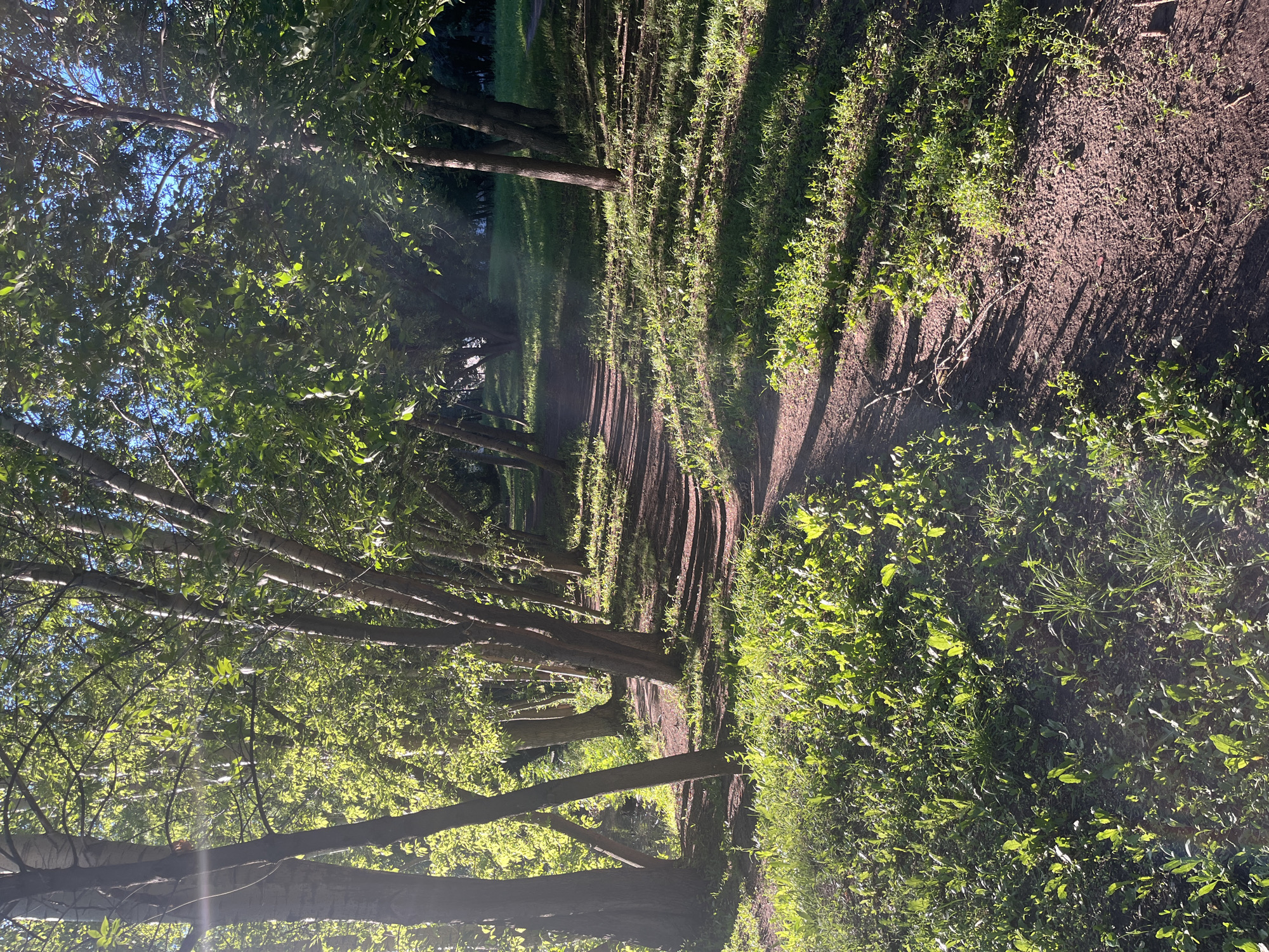 The image depicts a sun-dappled forest path on a clear day. The path, made of dark soil, winds through a dense line of trees on the left and lush green vegetation on the right. Sunlight filters through the leaves of the trees, casting long shadows across the path and the grassy area. The trees are tall with visible branches, and their leaves are a vibrant green. The vegetation on the right is a mix of grass and smaller plants, also illuminated by the sunlight. The scene evokes a sense of tranquility and nature's beauty, suggesting a peaceful outdoor setting ideal for a walk or hike. The lighting indicates it is likely morning or late afternoon, with the sun positioned low in the sky. There is no visible text in the image.