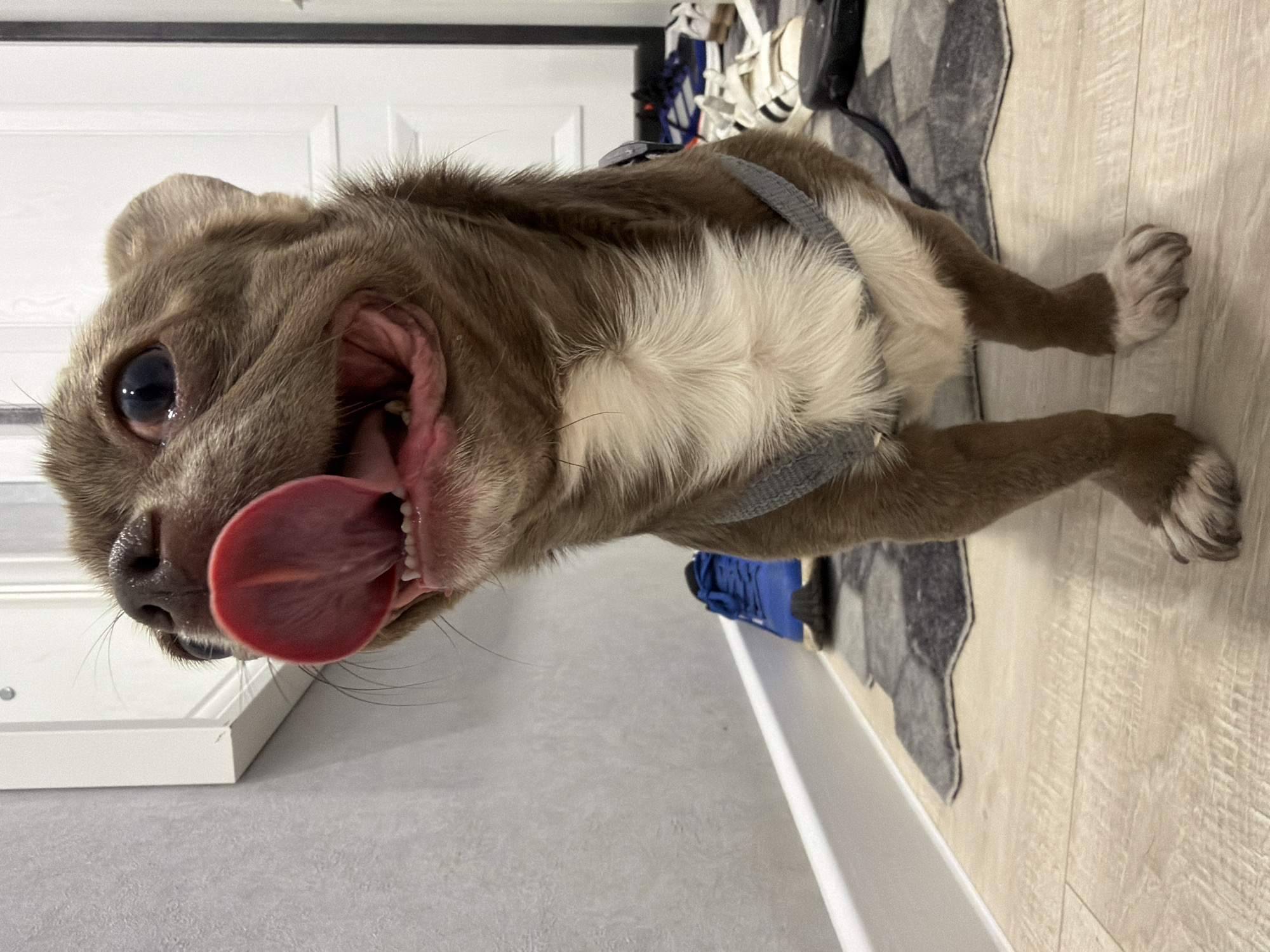 A tan and white mixed breed dog is lying on the floor with its mouth open, tongue extended, and teeth visible. The dog is wearing a gray harness. It is on a light-colored floor, next to a gray rug. There is a white door behind the dog and various items stacked in a closet. The image does not contain enough information to confirm the location in Votkinsk, Russia.