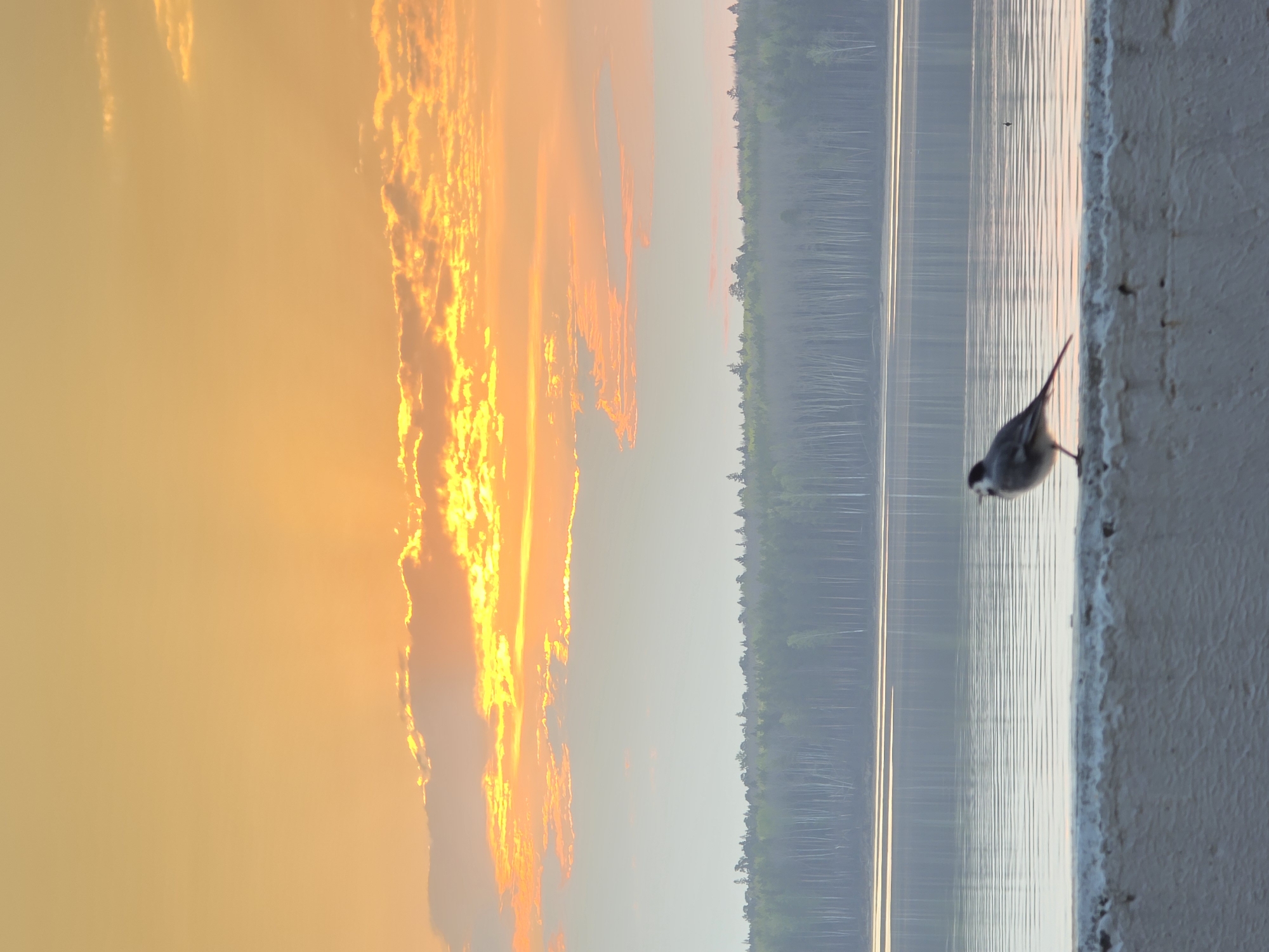 A serene landscape unfolds under a vibrant sunset in the city of Chaikovsky, Russia. The sky is ablaze with shades of orange, casting a warm glow over the scene. A body of water stretches horizontally across the frame, mirroring the fiery sky. A dense forest lines the distant shore, its trees forming a dark green barrier between the water and the sky. A small bird perches on a concrete structure in the foreground, its form silhouetted against the light. The concrete adds a touch of urbanity to the natural setting. The overall atmosphere is tranquil, capturing a moment of beauty in the Russian landscape.