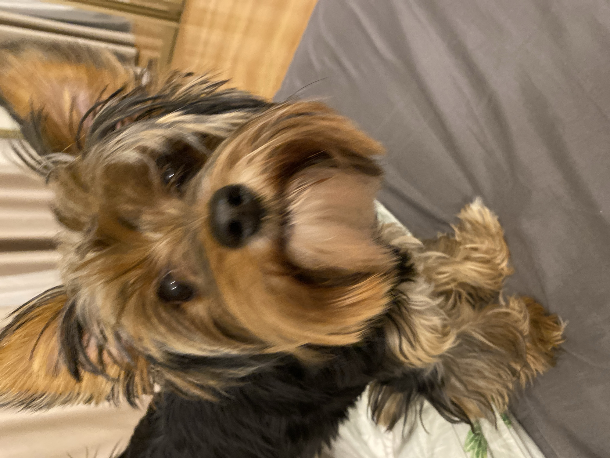 A close-up, slightly blurry photograph depicts a Yorkshire Terrier dog lying on a bed. The dog has long, flowing fur that is primarily brown and black. The dog's nose is black and prominently positioned in the center of the frame. The dog's eyes are visible, although slightly obscured by fur. The bed has grey sheets and a section of a patterned blanket with green leaf motifs is visible in the lower right. A wooden surface is present in the background. The dog is the focal point of the image.
There is no information to indicate that the image was taken in Saratov, Russia.