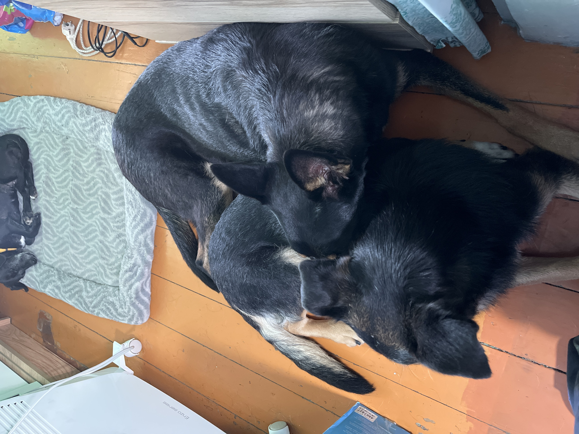 Two German Shepherd dogs are curled up together, sleeping on a wooden floor. The larger dog is black and tan, and it is curled around a smaller, mostly black dog. The smaller dog is lying on its side, and its head is resting on the larger dog's back. The dogs appear to be comfortable and relaxed. The scene is indoors, and the lighting suggests it is daytime. There are some electrical cords and a white heater visible in the background, along with a light-colored dog bed on the left. The floorboards are orange and show some wear. There is no visible text in the image.