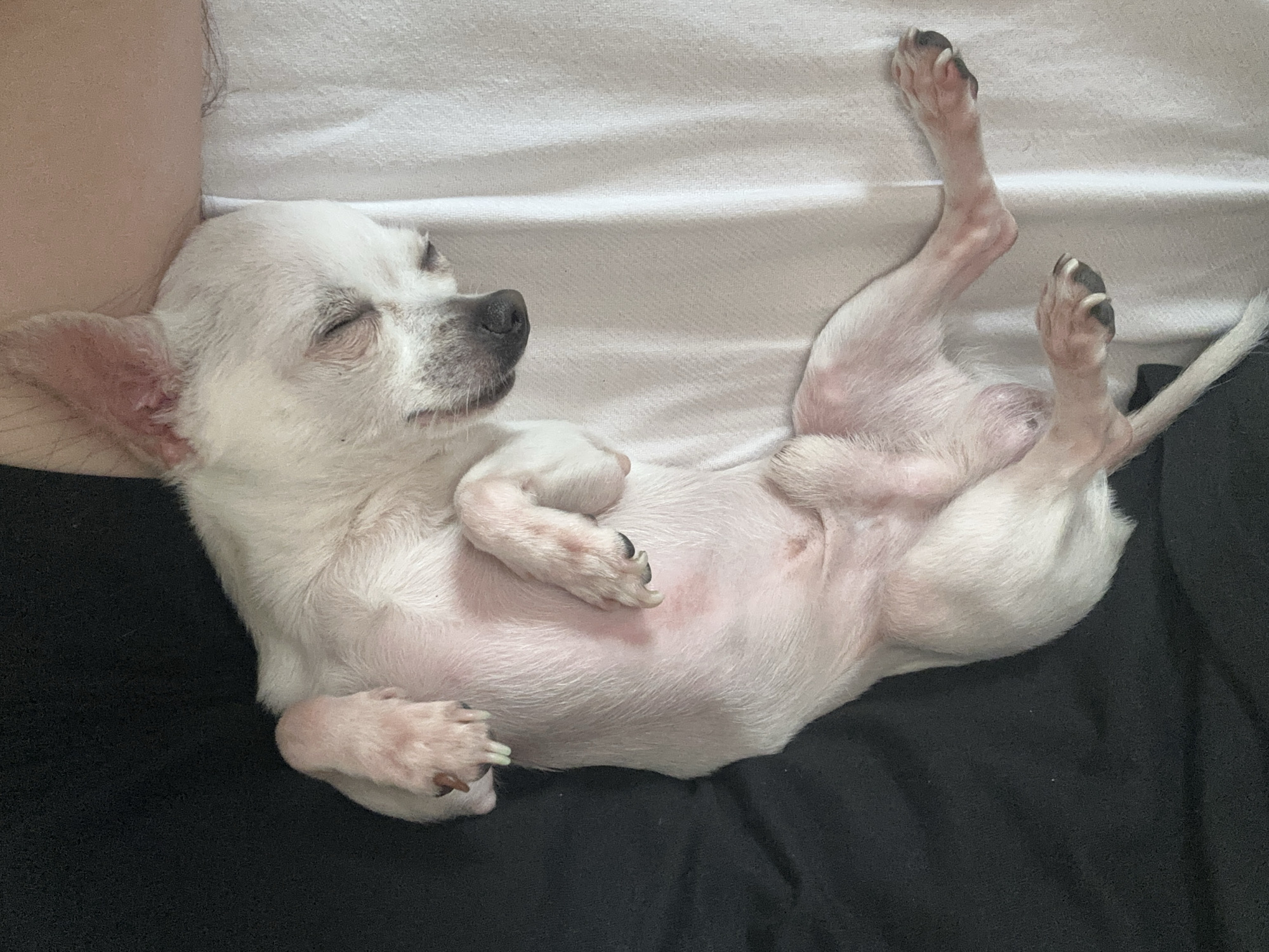 A small, white Chihuahua dog is lying on its back on a black surface. The dog's eyes are closed, suggesting it is sleeping. Its paws are curled inward, and its belly is exposed. Part of a person's arm is visible next to the dog's head, implying the dog is lying next to someone. A white, textured surface (likely a blanket or sheet) is present above the dog.
There is no verifiable evidence or context within this image that connects it to Skala, Bulgaria.