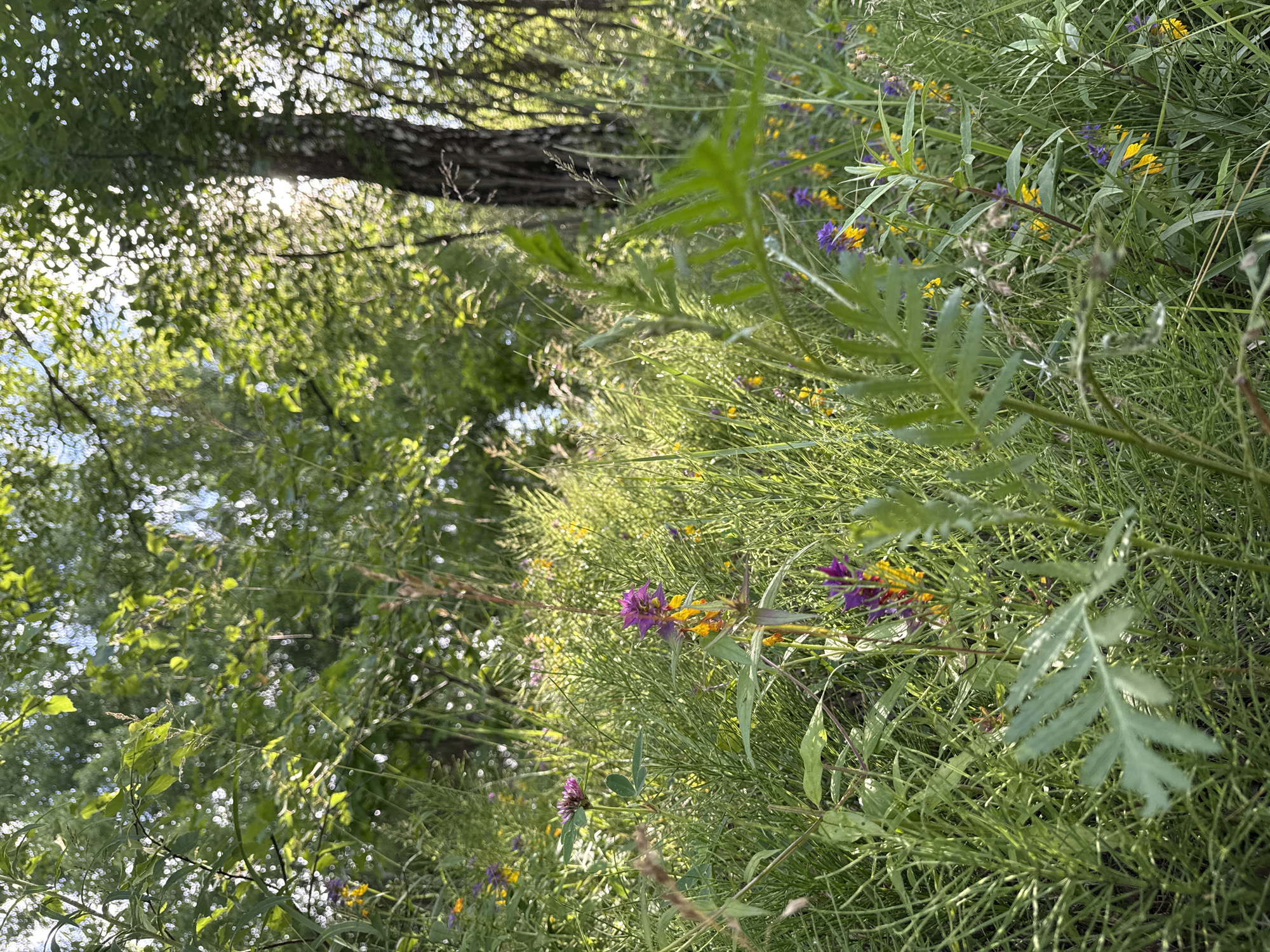 In a sun-dappled glade, lush green grasses and foliage dominate the foreground. Scattered amongst the greenery are small wildflowers, primarily in shades of purple and yellow. The plants are varied in height and texture, with some tall stalks of grass reaching upwards. In the background, a large tree with a textured bark, possibly a birch, stands prominently. The sunlight filters through the leaves of trees, creating bright highlights and dappled shadows throughout the scene. The overall impression is one of a natural, overgrown area, likely a park or a less manicured section of a green space. The specific location within Moscow, Russia, cannot be determined from the image alone. There are no people or animals visible in the frame, and no actions or interactions are depicted.