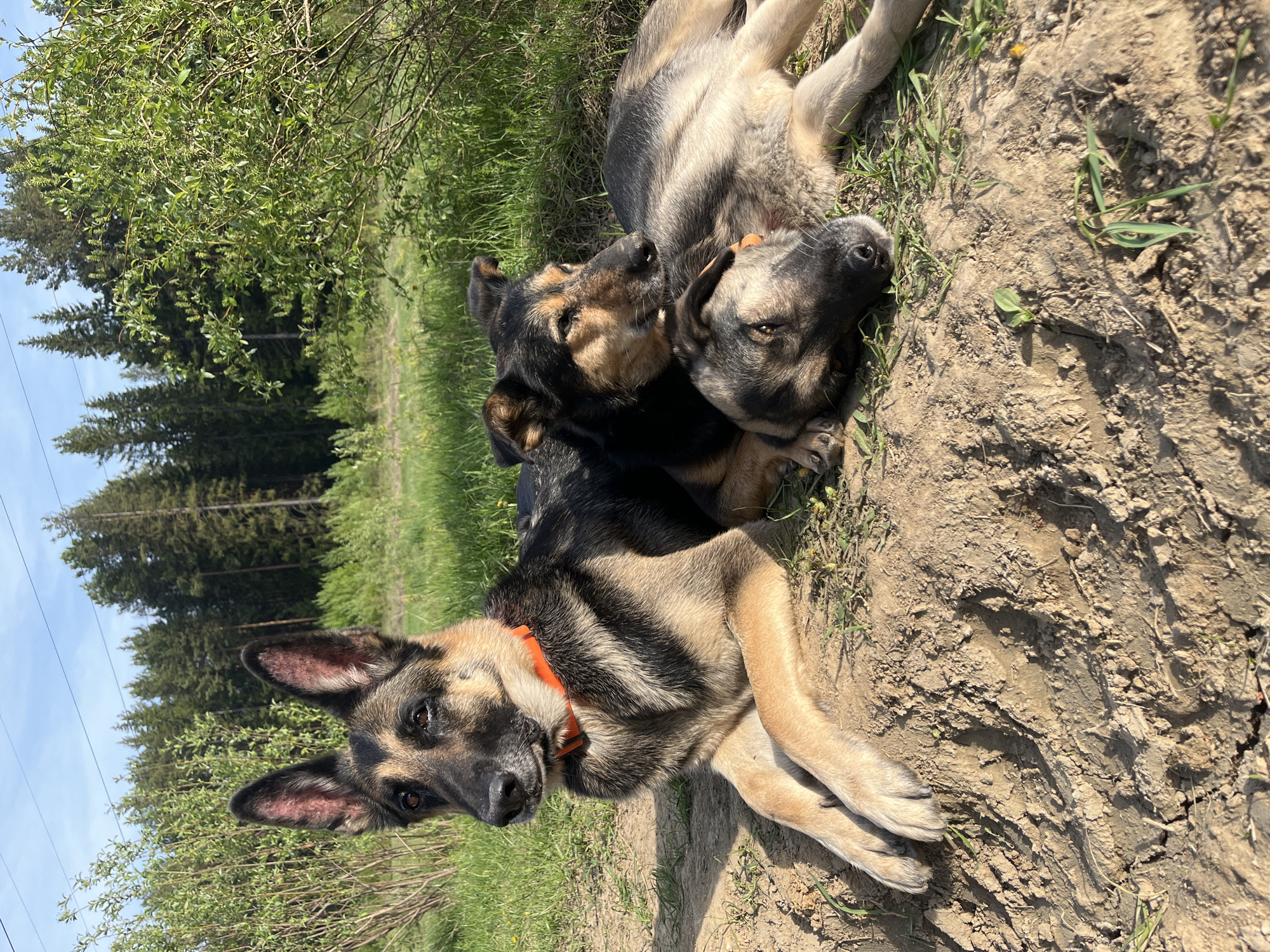 The image depicts three dogs resting on a dirt and grass surface, likely outdoors. A German Shepherd dog with an orange collar is lying in the foreground, facing the camera. Two other dogs are lying behind, huddled together. The background includes green vegetation, trees, and a blue sky with power lines visible. Based on the request for location information, it is presumed that the photograph was taken in the city of Nizhny Tagil, Russia.