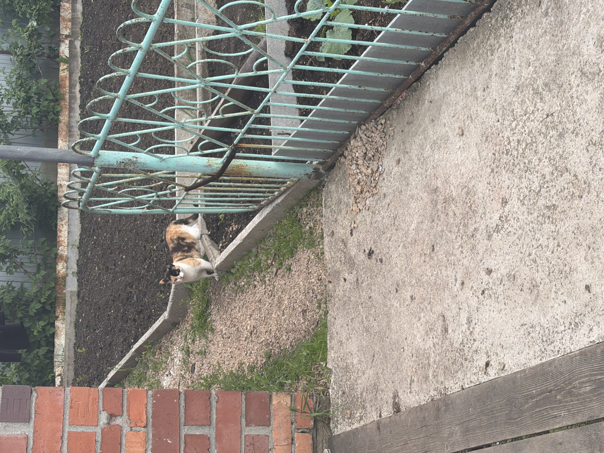 A calico cat stands on a concrete border next to a garden bed. The cat is facing left with its tail curled. The garden bed is filled with dark soil and some green plants. A turquoise metal fence with decorative scrollwork is to the right of the garden bed. A brick wall is on the left side of the image. Concrete pavement is in the foreground. The background shows greenery and a fence.