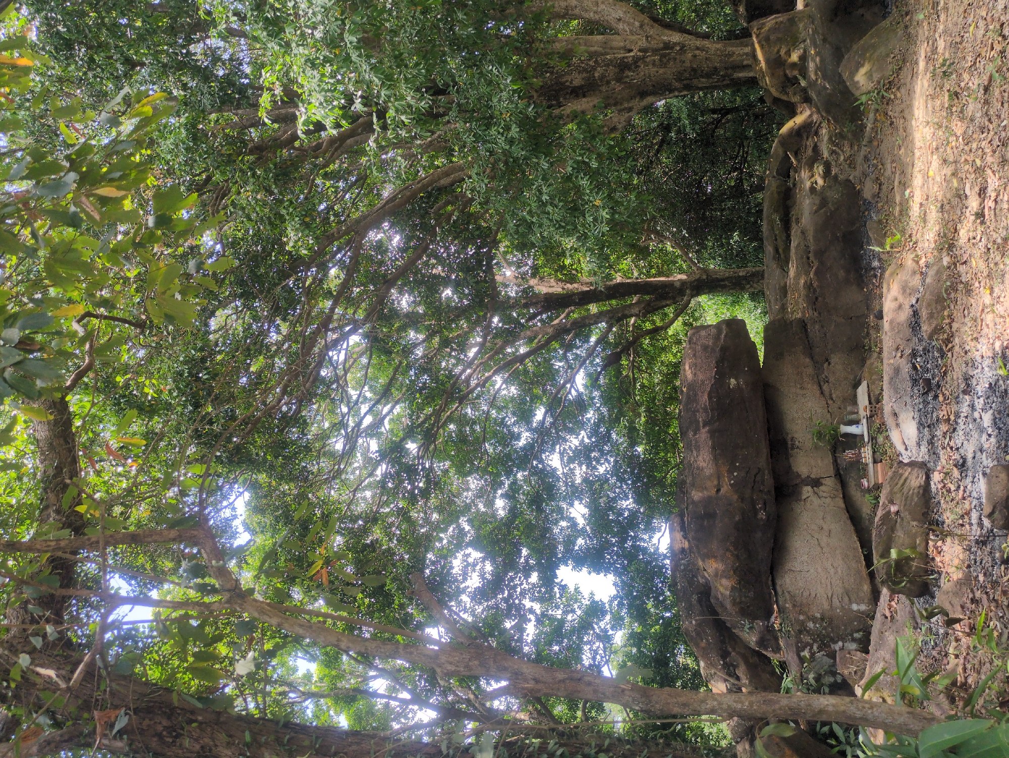 The image depicts a scene within a dense, wooded area on Phú Quốc, Vietnam, characterized by a tall rock formation. Mature trees with broad, green canopies dominate the frame, their branches interweaving to create a partial covering of the sky. The rock formation, composed of stacked, irregular stones, appears to be the focal point, showing evidence of ceremonial activity, with a small collection of white ceramic objects and offerings present on the stone surface. To the side of the rock, there is dirt and dry leaves scattered on the ground. Overall, the scene has a natural setting with the elements of both nature and cultural, ceremonial elements.