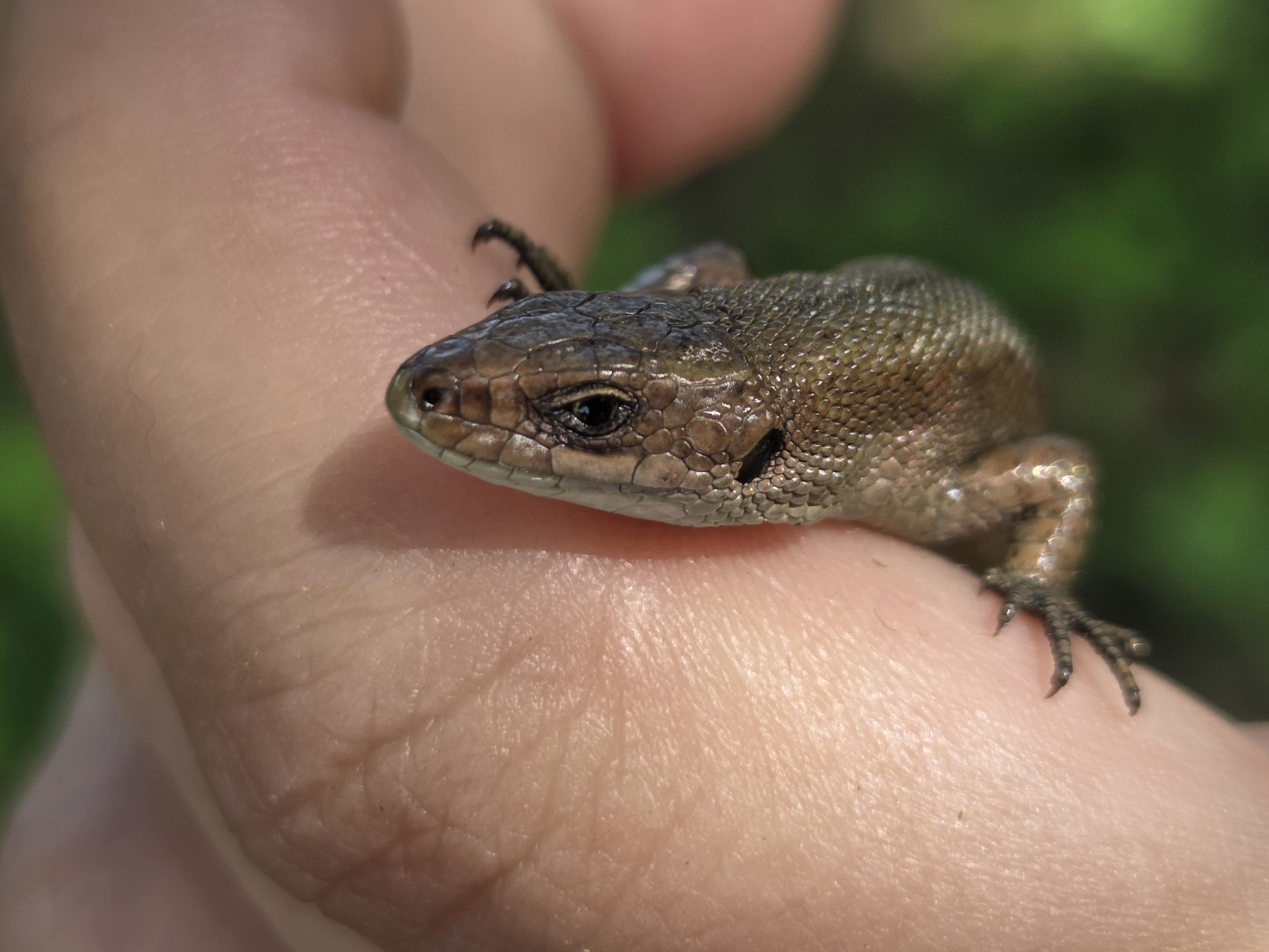 A close-up shot shows a small, brown lizard resting on a person's hand. The lizard is positioned from the head to the mid-body, with its head facing left. Its scales are detailed, and its eye is clearly visible. The human skin is textured, with visible lines and pores. The background is blurred, showing green foliage, suggesting an outdoor environment. The image was captured in Восход Снт (фролово), Russia.