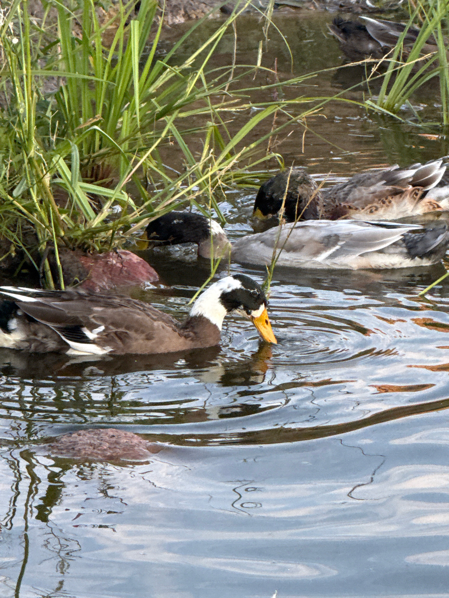 This is a photograph of several ducks in a body of water, likely a pond or slow-moving stream, with tall green reeds growing along the edge. One duck in the foreground, facing right and drinking water, has a black head with white markings around its eyes and neck, a white chest, and brown and white plumage on its back and sides. Its beak is yellow. Another duck, partially visible behind it and to the left, appears to be reddish-brown. Further back, two more ducks are visible, one with a dark head and gray and brown speckled plumage, and another that is mostly gray with brown speckles. The water has ripples and reflections of the vegetation and sky. The scene is set in the city of Galinė, Lithuania.