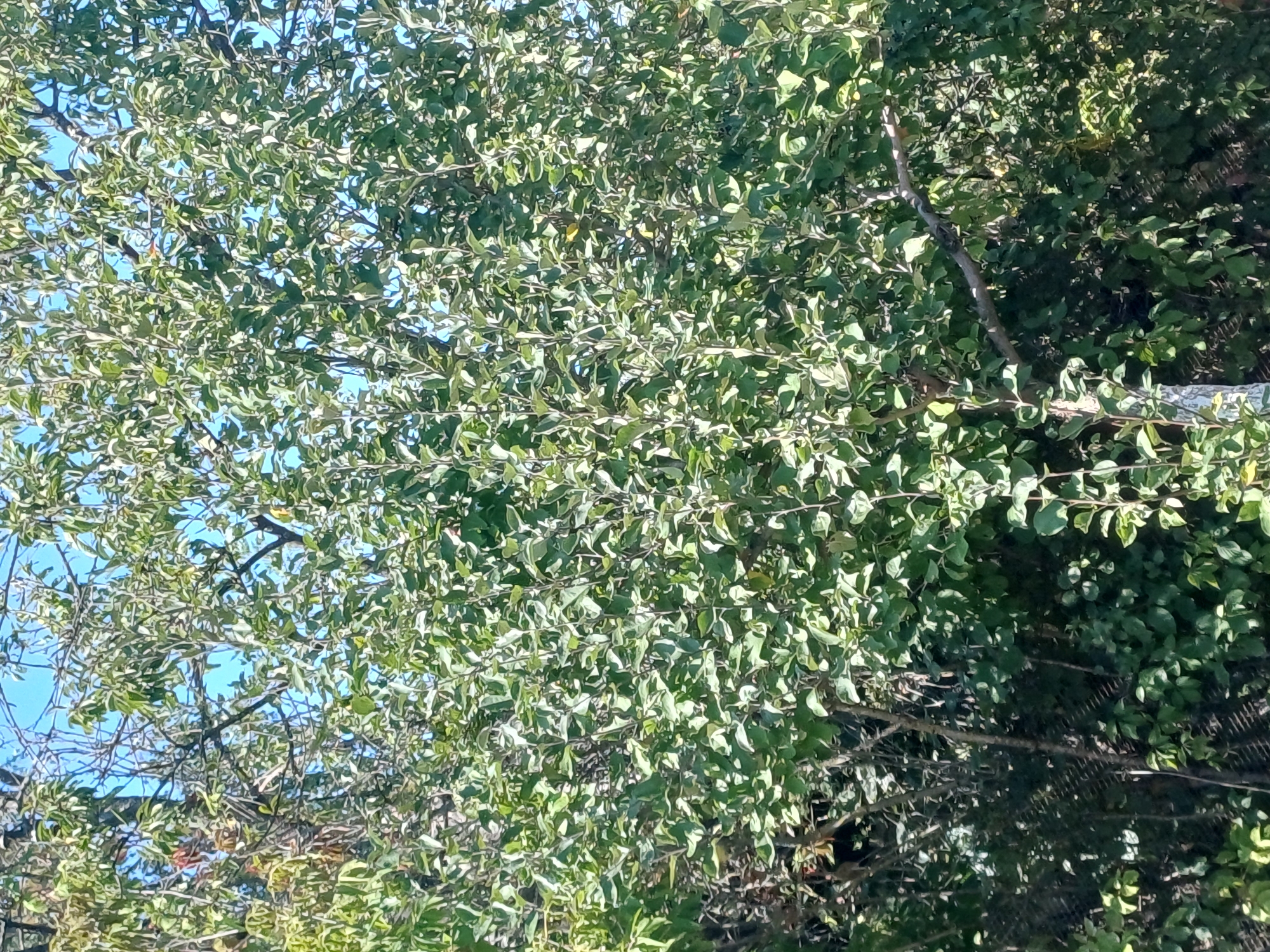 The image depicts a dense tree canopy with numerous green leaves under a clear blue sky. The sun is shining, casting shadows and highlights on the foliage. In the lower left quadrant, a portion of a fence or netting is visible behind the leaves. The overall scene suggests an outdoor natural environment, possibly a park or garden, in Sulymivka, Ukraine. There are no people or specific objects of interest other than the trees and fence.