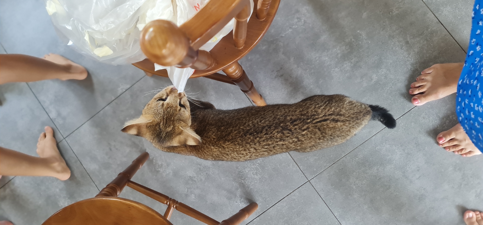 A brown cat with a black tail is lying on a gray tiled floor, its head near the leg of a wooden chair with a white plastic bag hanging from it. The cat's nose is touching the plastic bag. Parts of three people's feet are visible around the cat and chair. The location is indicated to be in the city of Đà Nẵng, Vietnam.