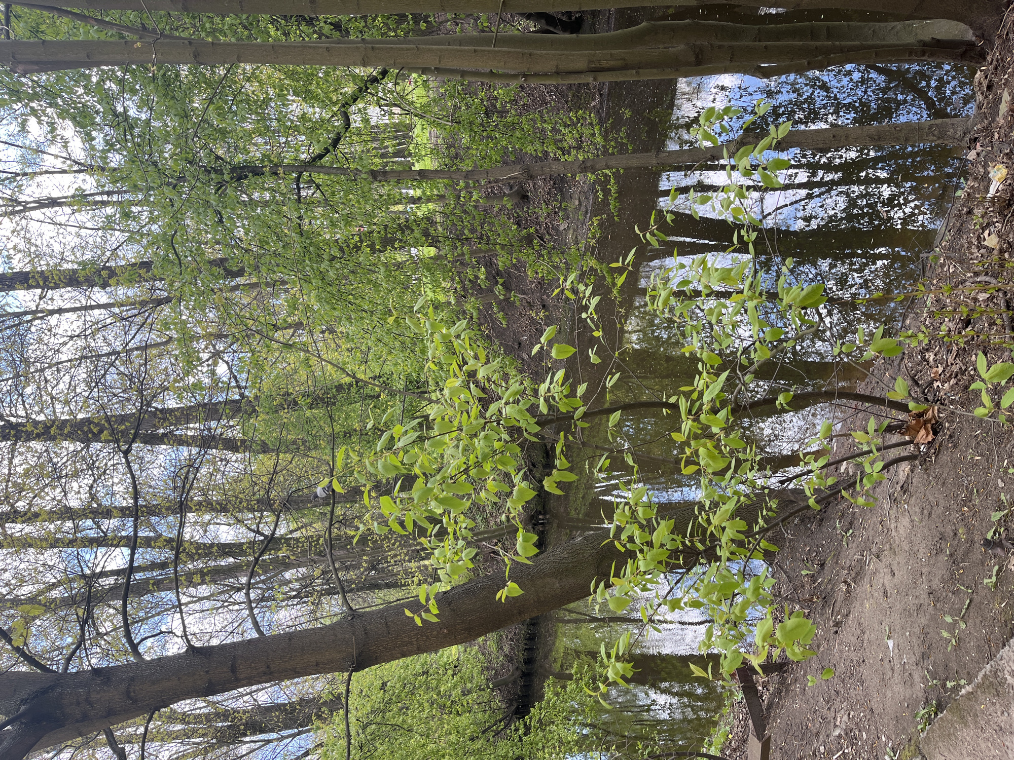 The image shows a water canal running through a forest setting. Reflections of the sky and trees are visible in the water. The scene is situated in a wooded area, possibly a park, in the city of Saint Petersburg, Russia. The foreground features a tree with green leaves. The photo is taken at ground level with a vertical orientation.