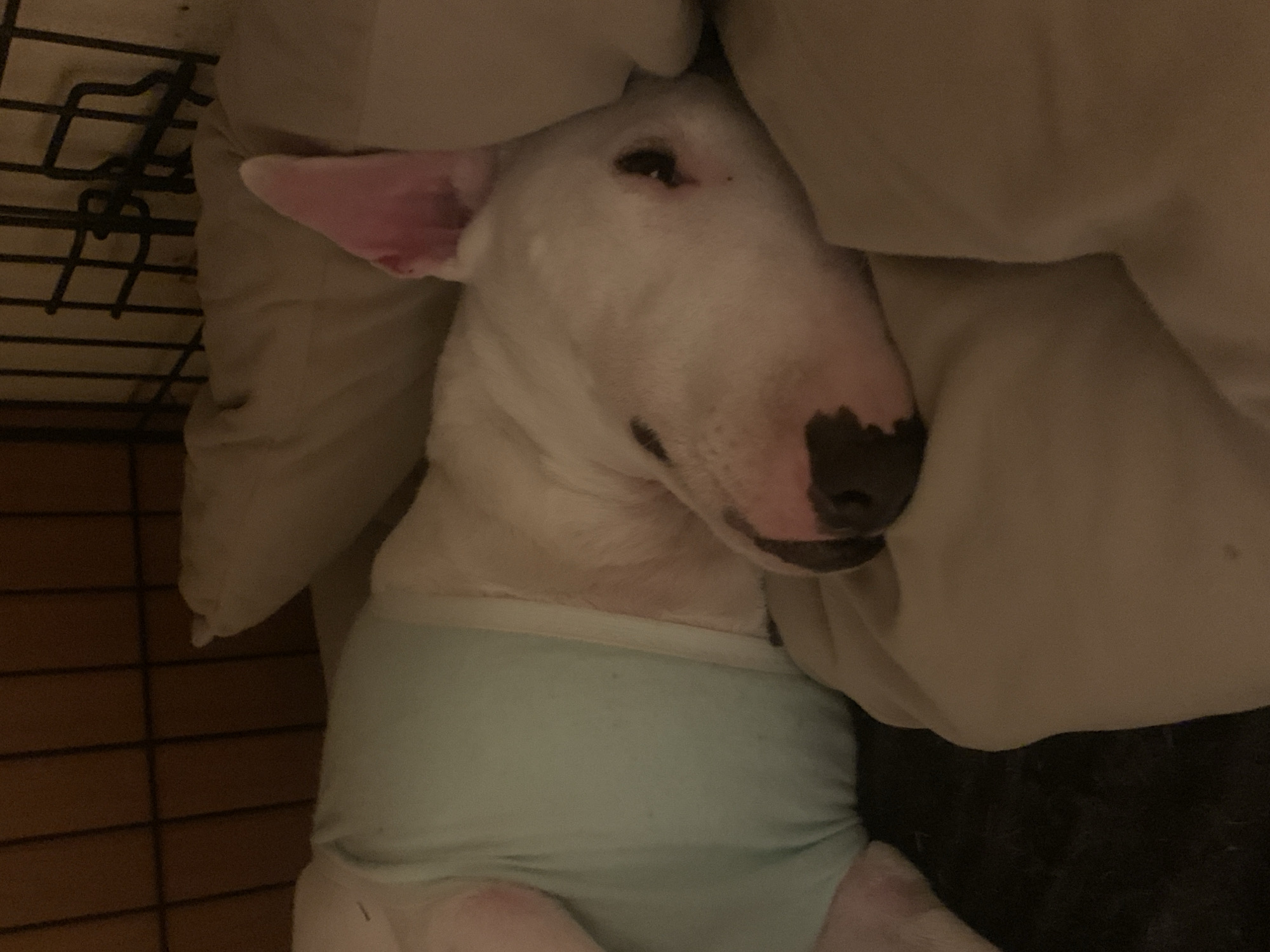 Within a dimly lit, indoor environment in Chaikovsky, Russia, a white Bull Terrier-type dog is observed resting on its left side. The dog is positioned on light brown bedding or pillows, with a darker blanket or cushion visible beneath its midsection. It wears a light blue, form-fitting garment covering its torso and hindquarters. The dog's head is reclined on a pillow, with its right ear, which is pink, erect and visible. Its snout displays pink skin with black pigmentation on the nose area. The left eye is partially visible, dark in coloration. The background reveals the dark metal bars of a wire crate, indicating the dog is confined within it. The animal appears to be in a state of repose, with no active movements detected.