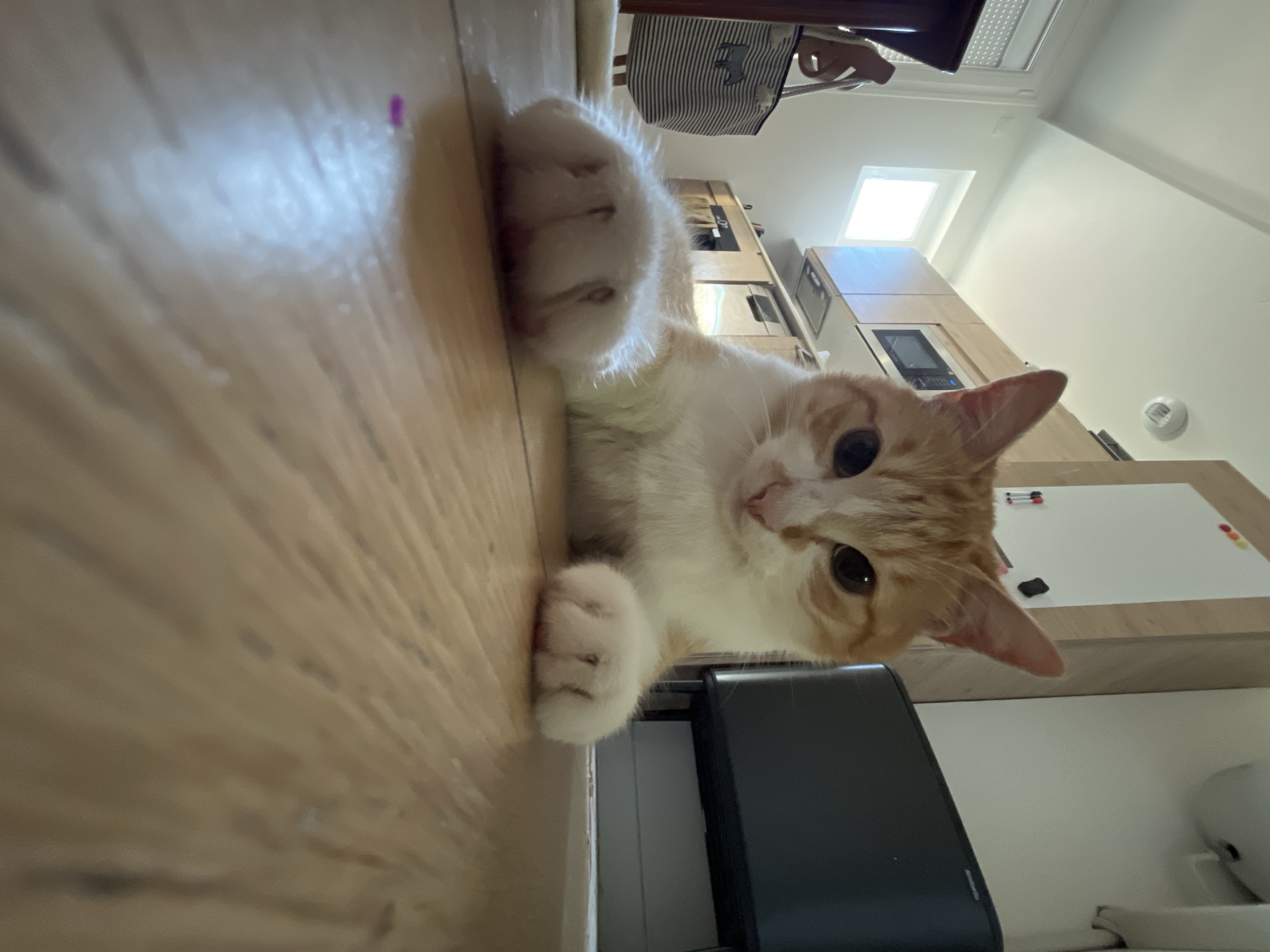 An orange and white cat is lying on a wooden floor in what appears to be a kitchen. The cat is in the foreground, with its front paws extended towards the camera. The cat is looking directly at the camera with large, dark eyes. In the background, there are kitchen cabinets, a microwave, and a trash can. A window with natural light coming through is visible on the left side of the image. The floor is made of light-colored wooden planks. There is a small purple object on the floor in front of the cat. The image is taken from a low angle, looking up at the cat.