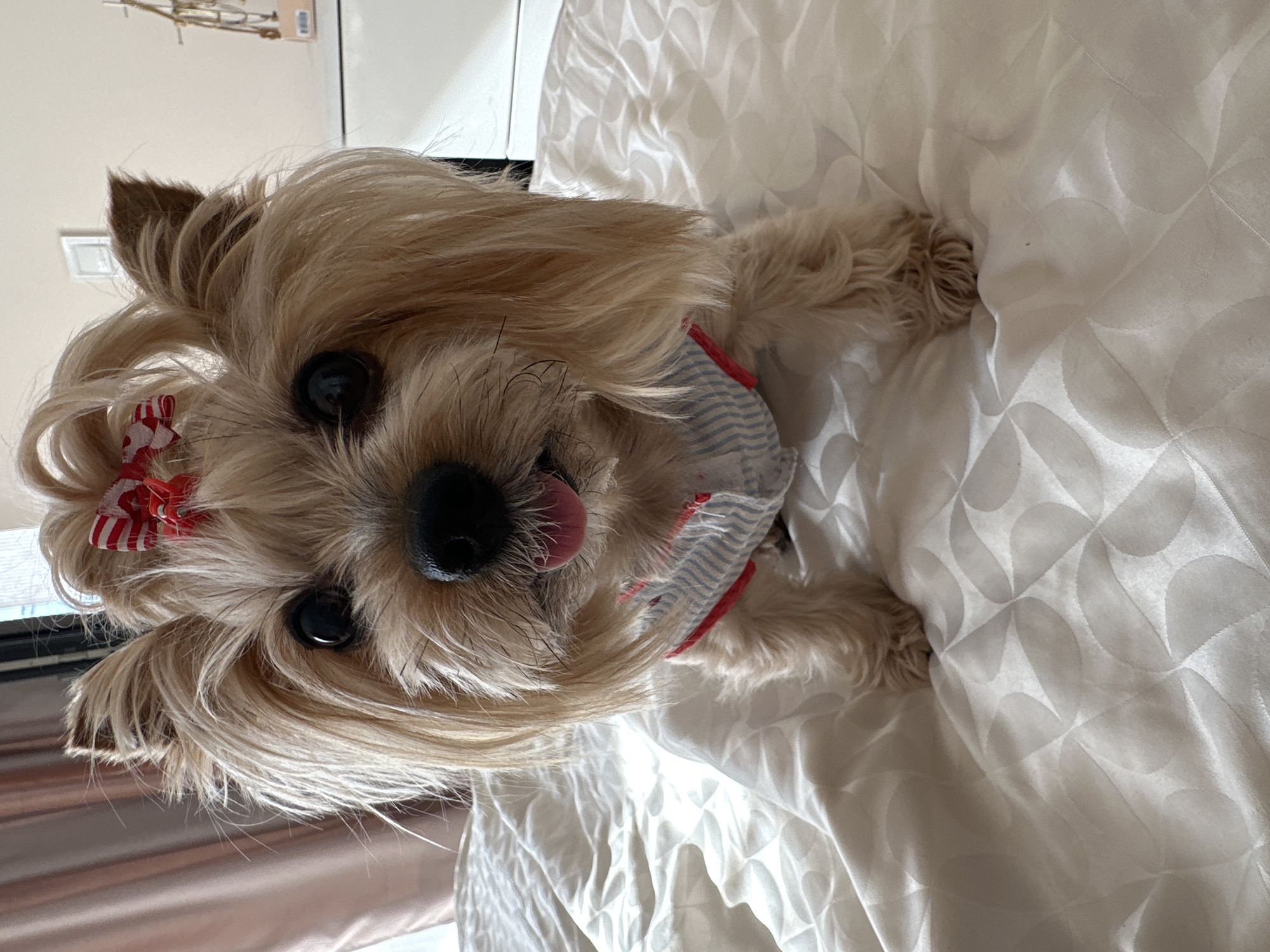 A close-up, slightly angled shot features a small, light-brown dog with a red and white striped bow in its hair, lying on a white, patterned bedspread. The dog is wearing a striped shirt and has its tongue slightly sticking out. The background includes a window, a pale curtain, and a glimpse of a light-colored wall. The location in Sofia, Bulgaria cannot be determined from the image.