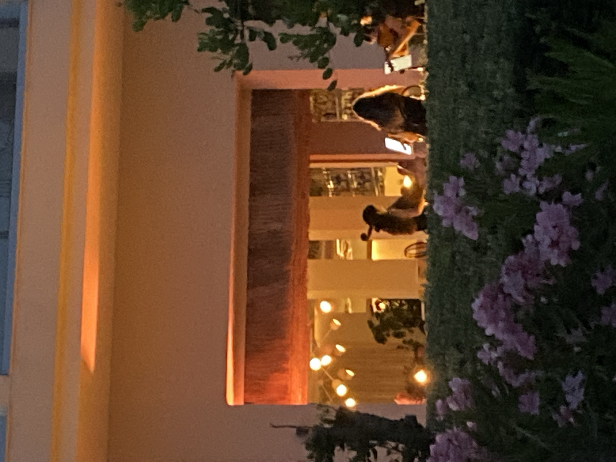 The image captures a nighttime scene in Estepona, Spain, with a focus on a group of people gathered on a patio area in front of a building. The lighting is warm and ambient, suggesting sunset or evening illumination. In the foreground, a dense green hedge with light purple flowers is visible, partially obscuring the view of the patio.
Behind the hedge, on the patio, are several individuals. One person, silhouetted, appears to be playing a stringed instrument, possibly a cello, as indicated by the instrument's shape and the person's posture. To their right, two other individuals are seated, each holding a tablet or phone, illuminated by their screens. One of these individuals is also holding what appears to be a guitar and playing it. The background shows a building interior with warm lighting and decorative elements, including hanging string lights. The overall atmosphere is one of relaxed social gathering, possibly a performance or casual hangout.