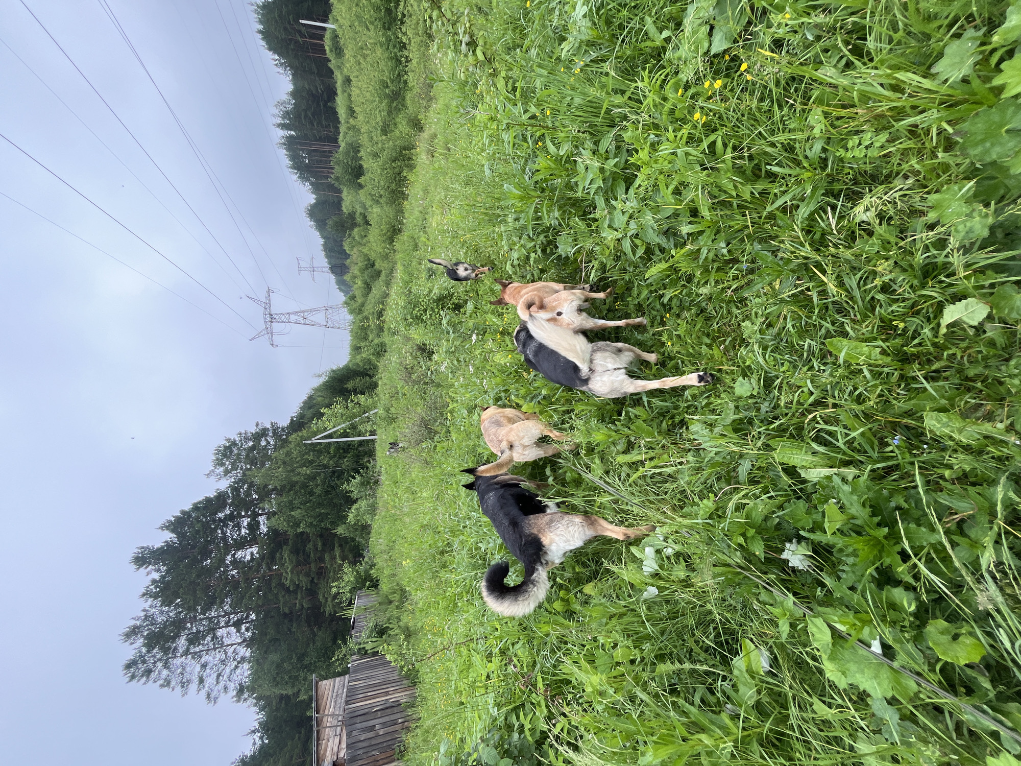 The image depicts a group of dogs walking through a grassy field. The dogs are of various breeds and colors, and they are moving away from the camera. The field is covered in tall green grass and some wildflowers. In the background, there is a forest, a wooden fence, and power lines with transmission towers. The sky is overcast and gray. The scene appears to be in a rural or semi-rural area. There is no specific indication of the city of Nizhny Tagil, Russia, within the image itself.