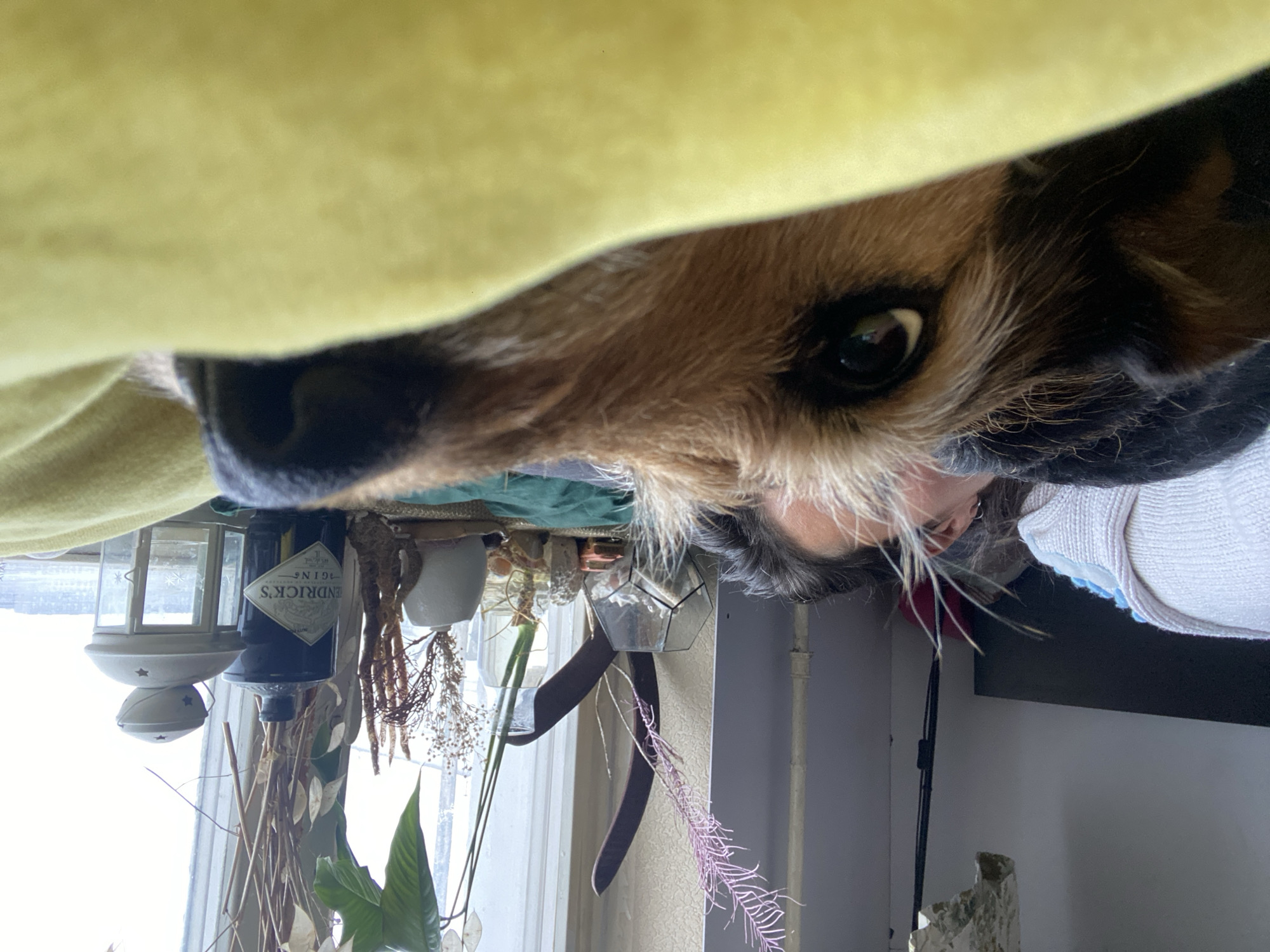 The image shows a close-up of a dog's face peering out from under a yellow cloth. The dog has brown and black fur and is looking directly at the camera. Behind the dog, a window sill is visible. On the window sill are various items including a lantern, a bottle of Hendrick's gin, several small vases with plants, and other decorative objects. A person's face and shoulder are visible behind the dog and window sill. It is not possible to tell from this image if the location is in Moscow, Russia.
