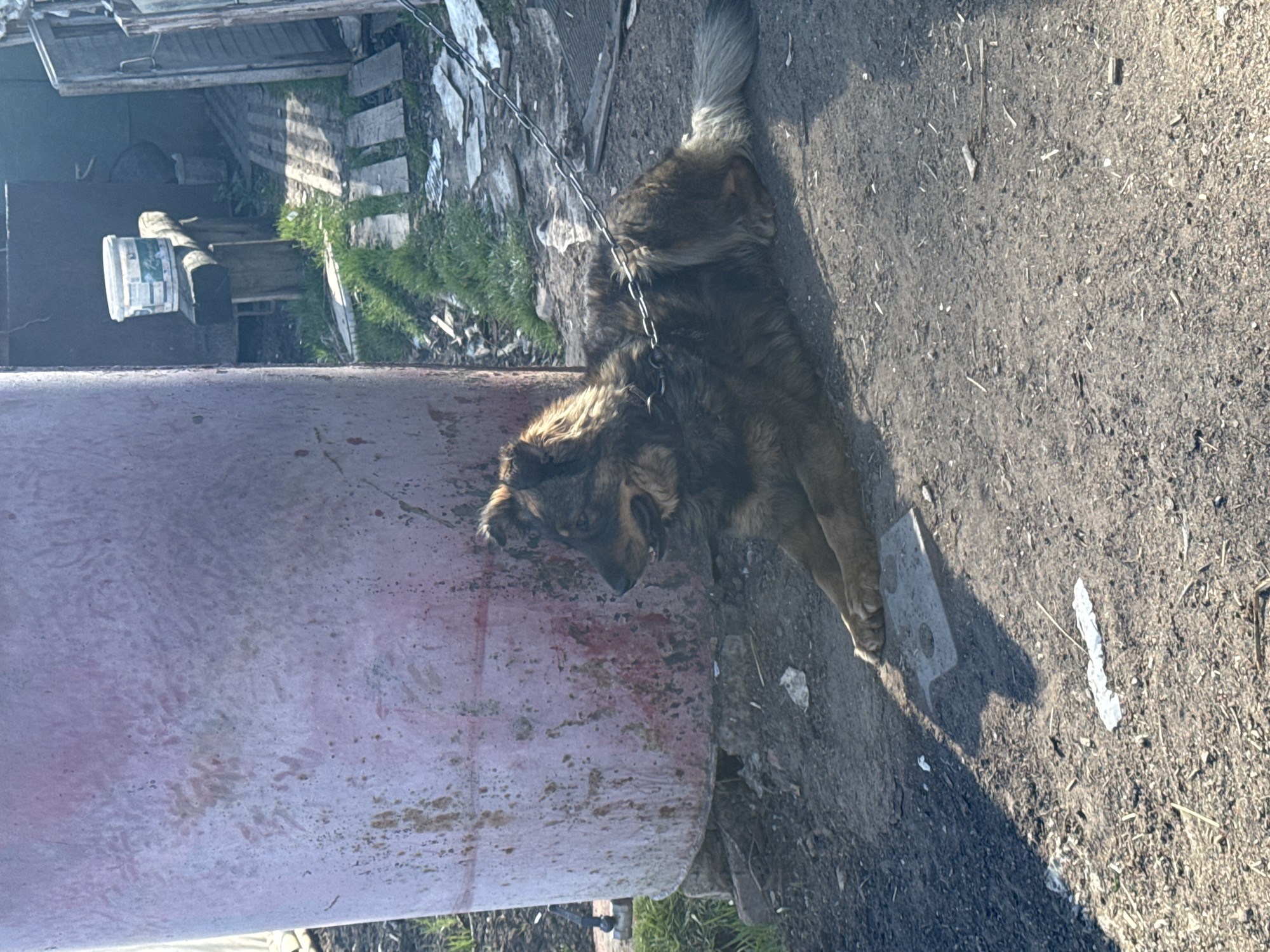 The image depicts a medium-sized, brown and black mixed-breed dog on a chain next to a large metal tank in an outdoor area. The dog is lying down and appears to be resting or looking at something off-camera. The ground is dirt and gravel. In the background, there is a dilapidated wooden structure. The image was taken in daylight in a location resembling a rural or industrial part of Chaikovsky, Russia.