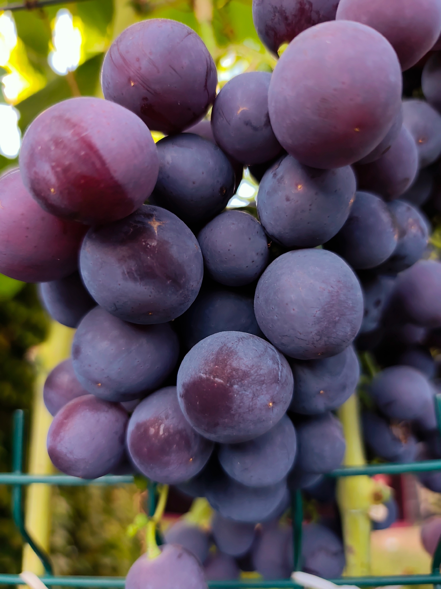 A close-up, vertical, eye-level shot captures a bunch of ripe, deep purple grapes hanging against a blurred background of green foliage and a light-colored structure. The grapes are plump and round, with some exhibiting a lighter, pinkish-purple hue and subtle streaks. A thin, green wire fence is visible in the foreground, partially obscuring the lower portion of the grape bunch. The lighting highlights the smooth, waxy surface of the grapes, with a few small, light-colored specks, likely dust or imperfections, visible on their skins. The overall impression is one of fresh, natural produce, likely grown in an outdoor environment. The location is identified as Durlești, Moldova.