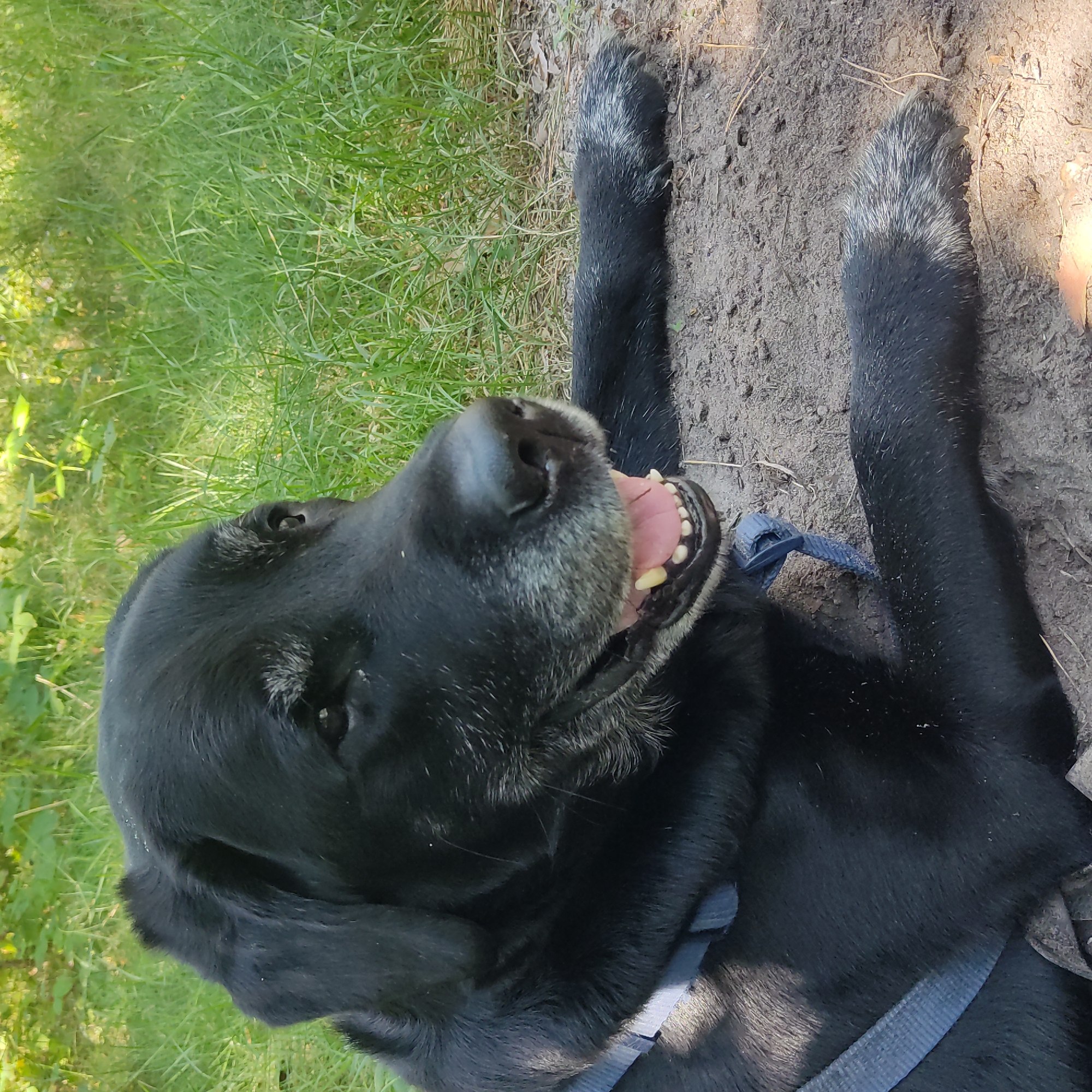 A black Labrador retriever lies down in the dirt with its paws extended. The dog is looking to the right with its mouth open and tongue slightly visible. The dog is wearing a blue harness. The background consists of green grass and foliage, indicating an outdoor setting. The lighting suggests it is daytime. The location is unknown.