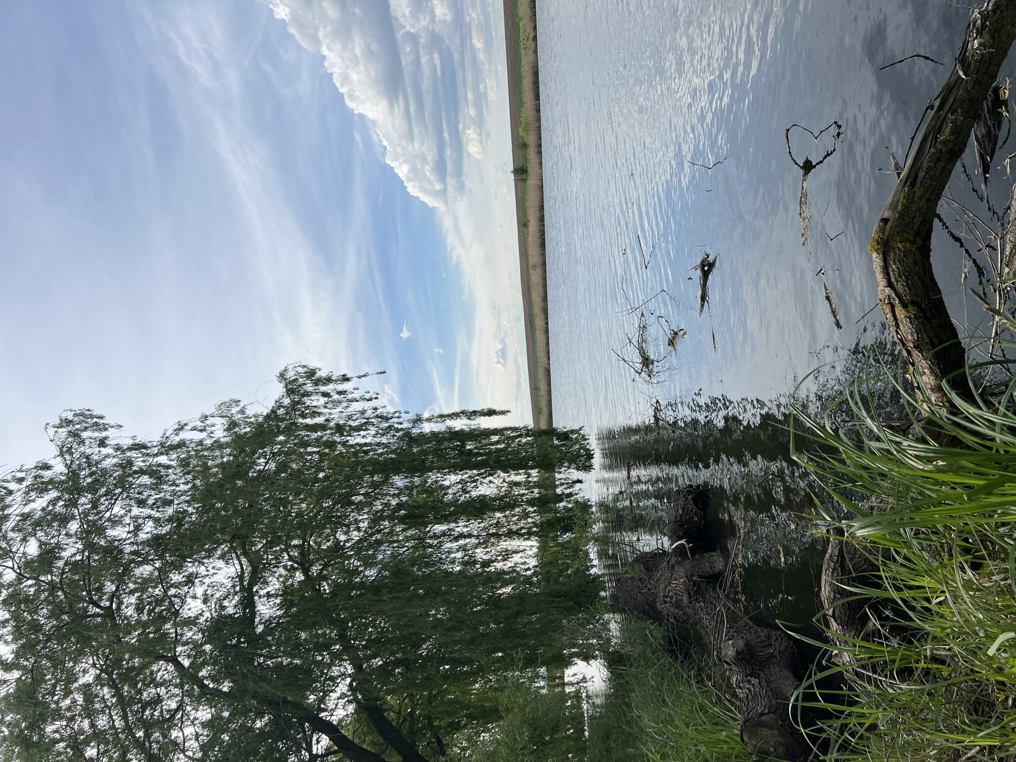 The image captures a scene at a body of water in Romanove Selo, Ukraine. A willow tree with drooping branches stands on the left, its reflection visible in the water. The water's surface reflects the sky, which is partly cloudy. A strip of land with vegetation separates the water from the sky. In the foreground, a fallen tree trunk and tall green grass are present. The water appears calm with ripples.