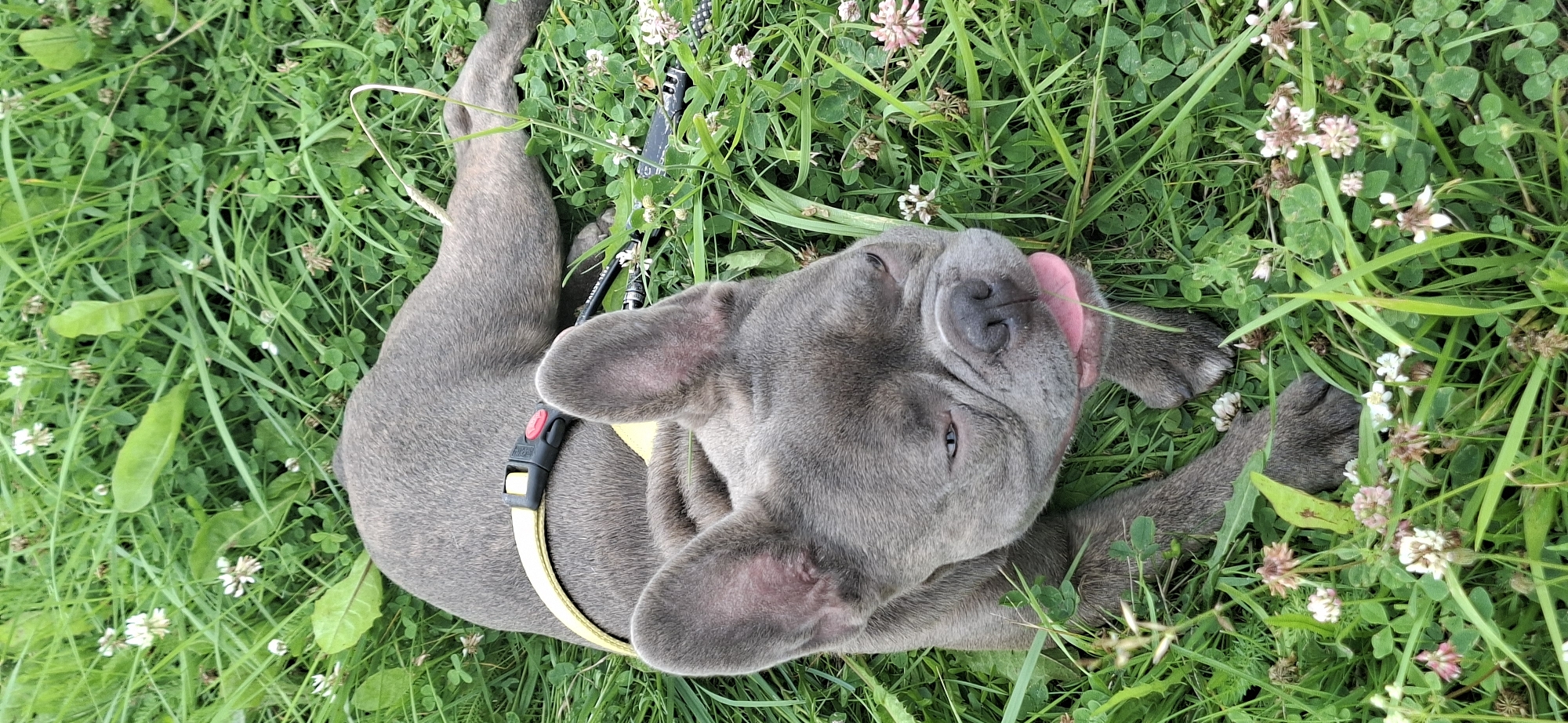 A grey French bulldog is lying on its side in tall green grass dotted with small white and pink clover flowers. The dog is wearing a yellow harness with a black clip and a red button. Its eyes are partially closed, and its pink tongue is sticking out. The dog's paws are visible in the foreground, resting on the grass. The background is a blur of green grass and flowers, suggesting an outdoor setting. The image appears to have been taken during daylight. The location is stated as Orimattila, Finland.