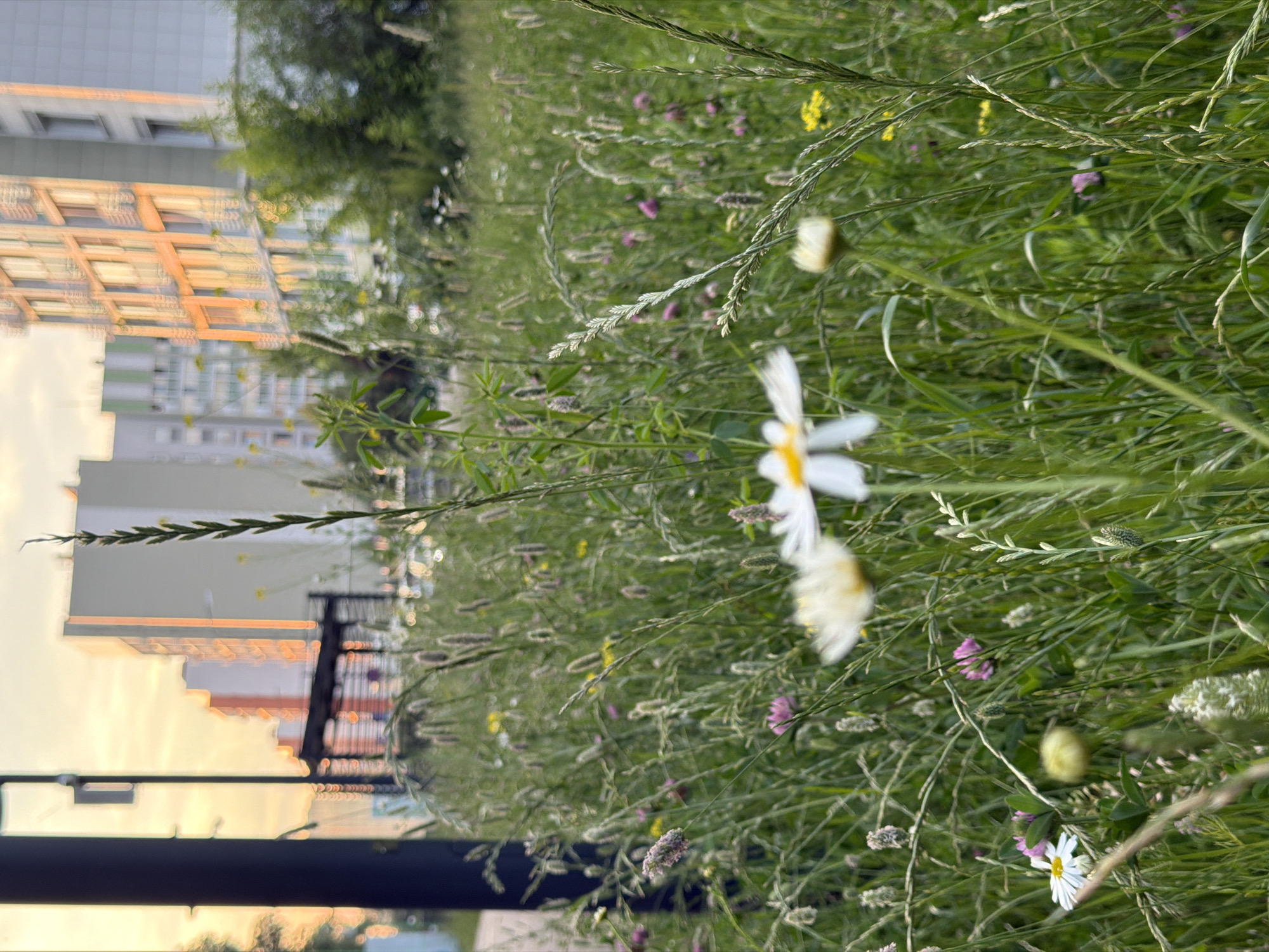 The image captures a close-up view of a grassy field with wildflowers, likely taken in an urban setting given the background. The foreground is dominated by tall, green grass and various wild flowers, including daisies and some purple clover. The focus is on the natural elements, with some flowers intentionally blurred to create a sense of depth.
In the background, blurred but discernible, are modern residential buildings with a light-colored facade, possibly illuminated by the setting sun, casting an orange glow on their windows and walls. To the left, a dark lamppost is visible, suggesting the presence of a pathway or street. The overall impression is a contrast between the wild, overgrown nature in the foreground and the structured, urban environment behind it, hinting at a park or a green space within a city. The sky is a soft orange and yellow, typical of sunset or sunrise. No people or animals are visible in the frame.
