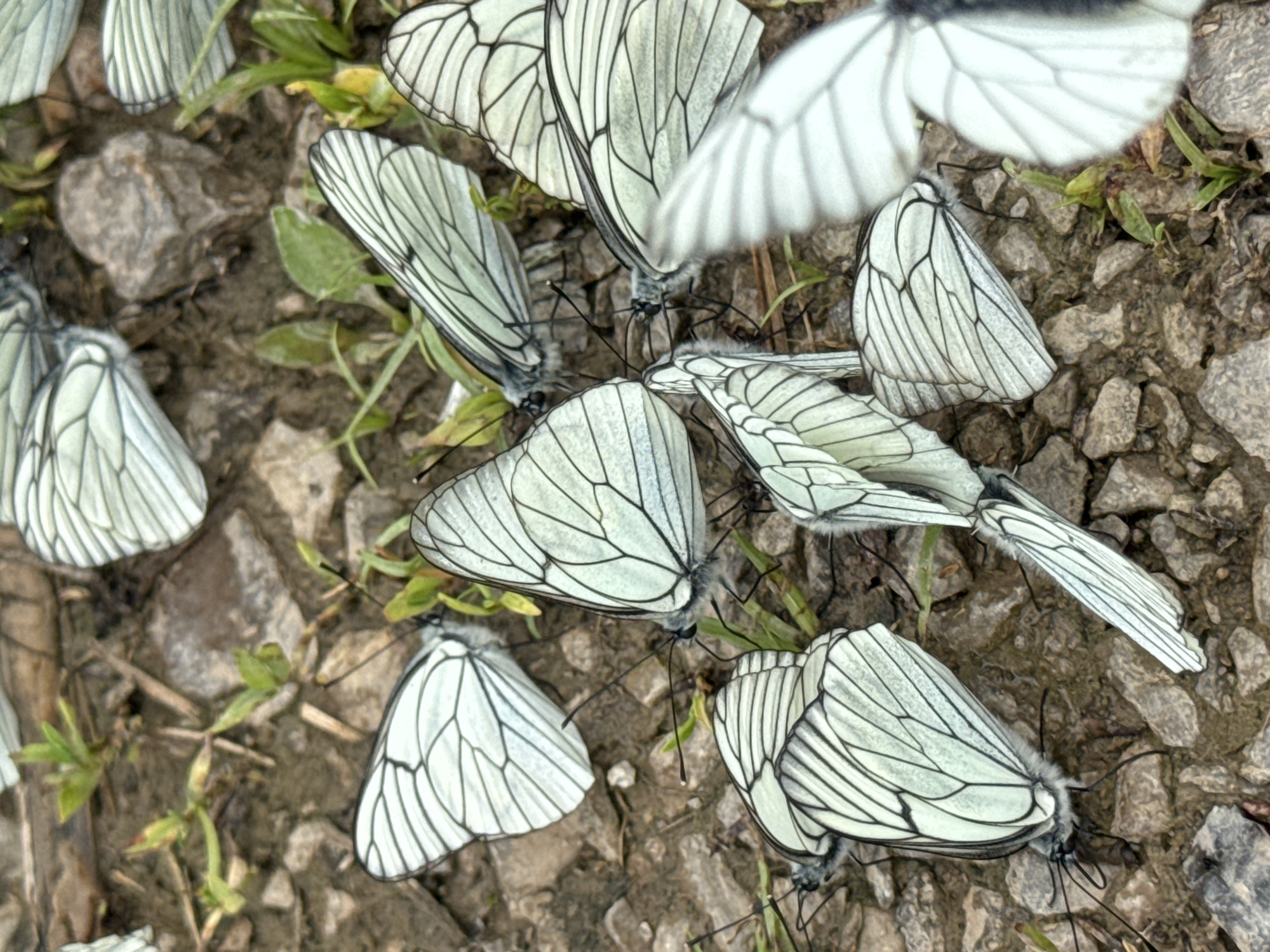 This is a close-up, high-angle, eye-level shot of a group of white butterflies with black vein patterns on their wings clustered on the ground. The ground appears to be a mix of dirt, small stones, and sparse green vegetation, consistent with a natural outdoor environment. Some butterflies have their wings open, while others have them closed or partially closed. The overall impression is one of a gathering or resting place for these insects. The scene is set in the city of Dragovishtitsa, Bulgaria.