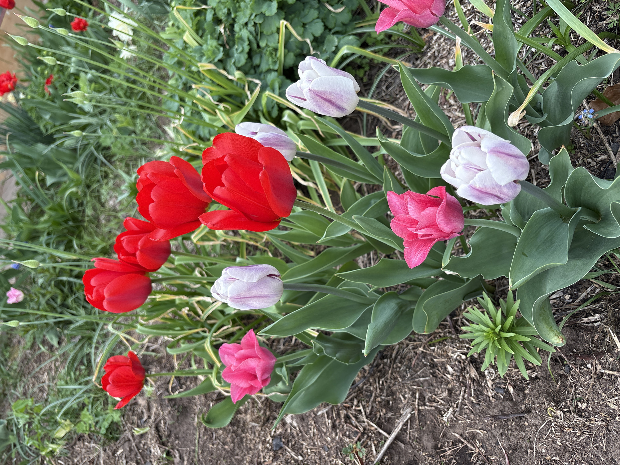 A ground-level shot depicts a garden bed featuring red, pink, and white-striped tulips in bloom. The flowers are interspersed with green foliage. The ground is covered with soil and some dead plant matter. Other green plants and grass are visible in the background. The location and date are not apparent from the image. There are no people depicted.