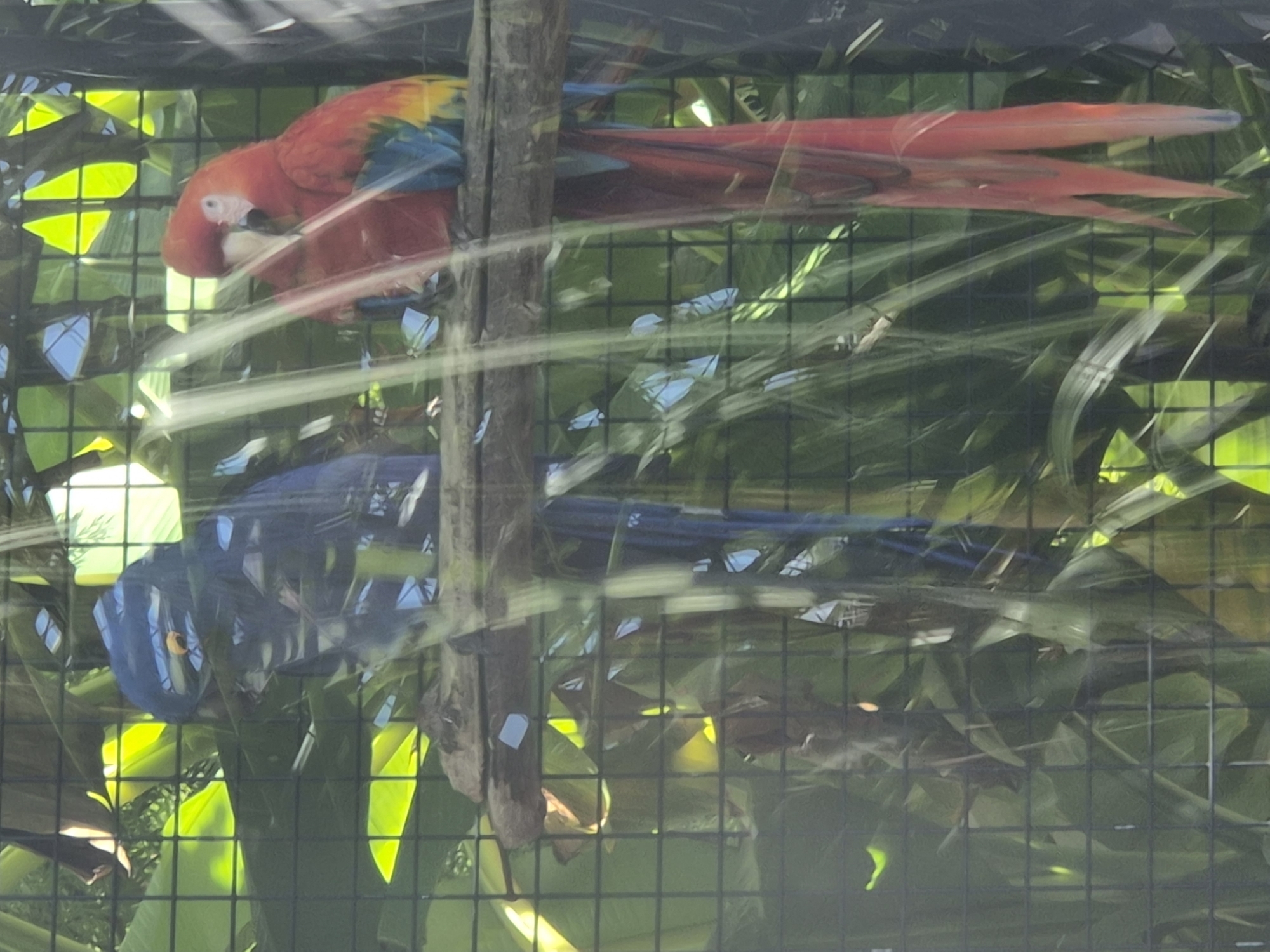 This is a photograph taken through a wire fence, likely at a zoo or aviary, in Vila Nova de Gaia, Portugal. The image features two macaws perched on a wooden branch. On the left is a large, dark blue macaw, possibly a Hyacinth Macaw, with a yellow patch around its eye and beak. Its long, blue tail feathers hang down. To the right, a vibrant red, yellow, and blue macaw, likely a Scarlet Macaw, is positioned slightly behind and to the right of the blue one. The red macaw has a white face with red skin around its eye and a black beak. Its long, red tail feathers also extend downwards, with hints of blue and yellow at the tips. Behind the birds, lush green foliage and some brown branches are visible, interspersed with the grid pattern of the fence. The lighting suggests it is daytime, with some bright spots of sunlight filtering through the leaves.