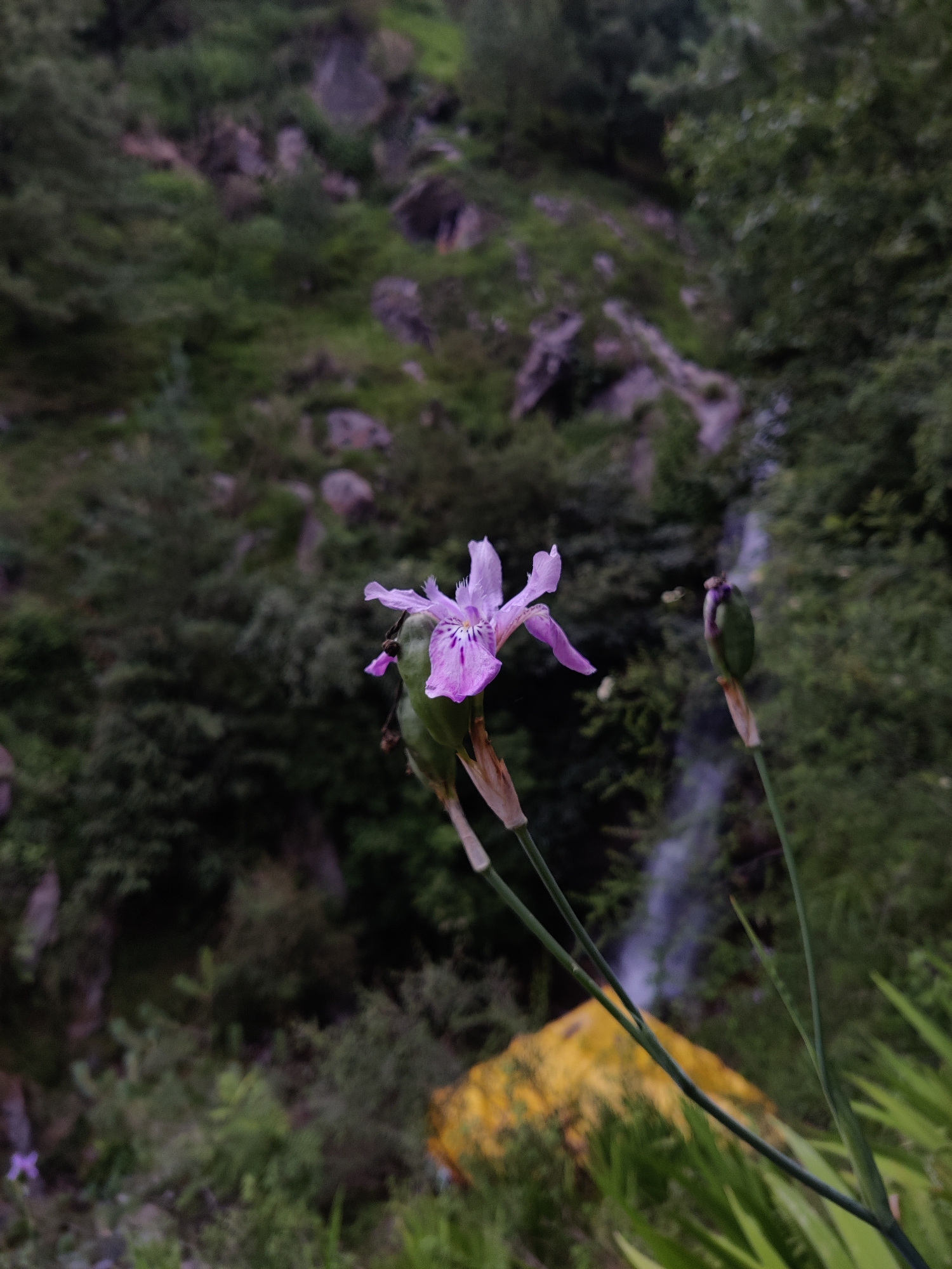 The image shows a close-up of a delicate, light purple flower with darker purple veins on its petals. The flower has multiple slender petals and is positioned in the foreground, slightly off-center to the left. Two green seed pods are visible below the flower, one in focus and one slightly out of focus. The stems of the flower and seed pods are thin and green, with dried brown remnants at the base of the flower.
In the background, a waterfall cascades down a rocky, vegetated mountainside. The vegetation consists of dense green trees and foliage. The overall environment appears to be a natural, outdoor setting, likely in a mountainous or hilly region, consistent with the location of Vashisht, India, known for its natural beauty and hot springs. The lighting suggests it is daytime, with some overcast conditions or dappled light due to the surrounding trees. There are no people visible in the image. A patch of bright yellow, possibly a rock or some debris, is visible in the lower right portion of the background, adding a contrasting color to the predominantly green and grey scene.