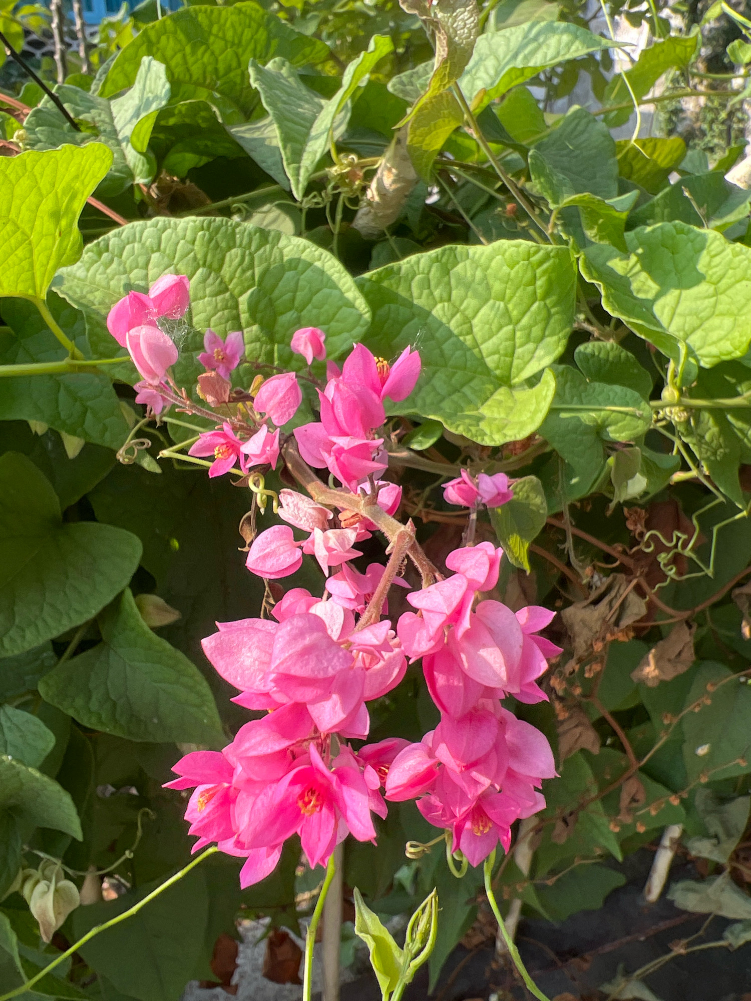 A close-up, eye-level, outdoor shot shows a cluster of vibrant pink flowers, possibly Coral Vine (Antigonon leptopus), against a backdrop of lush green foliage. The flowers are delicate and bell-shaped, with some appearing as buds and others in full bloom. A faint wispy cobweb is visible on one of the flower clusters. The leaves are large, heart-shaped, and textured, with veins clearly defined. Sunlight dapples through the leaves, creating areas of light and shadow. The overall impression is one of natural beauty and a peaceful, sun-drenched garden setting. This scene could be found in many garden areas across Yogyakarta, Indonesia, given the tropical climate that supports such flowering vines.
