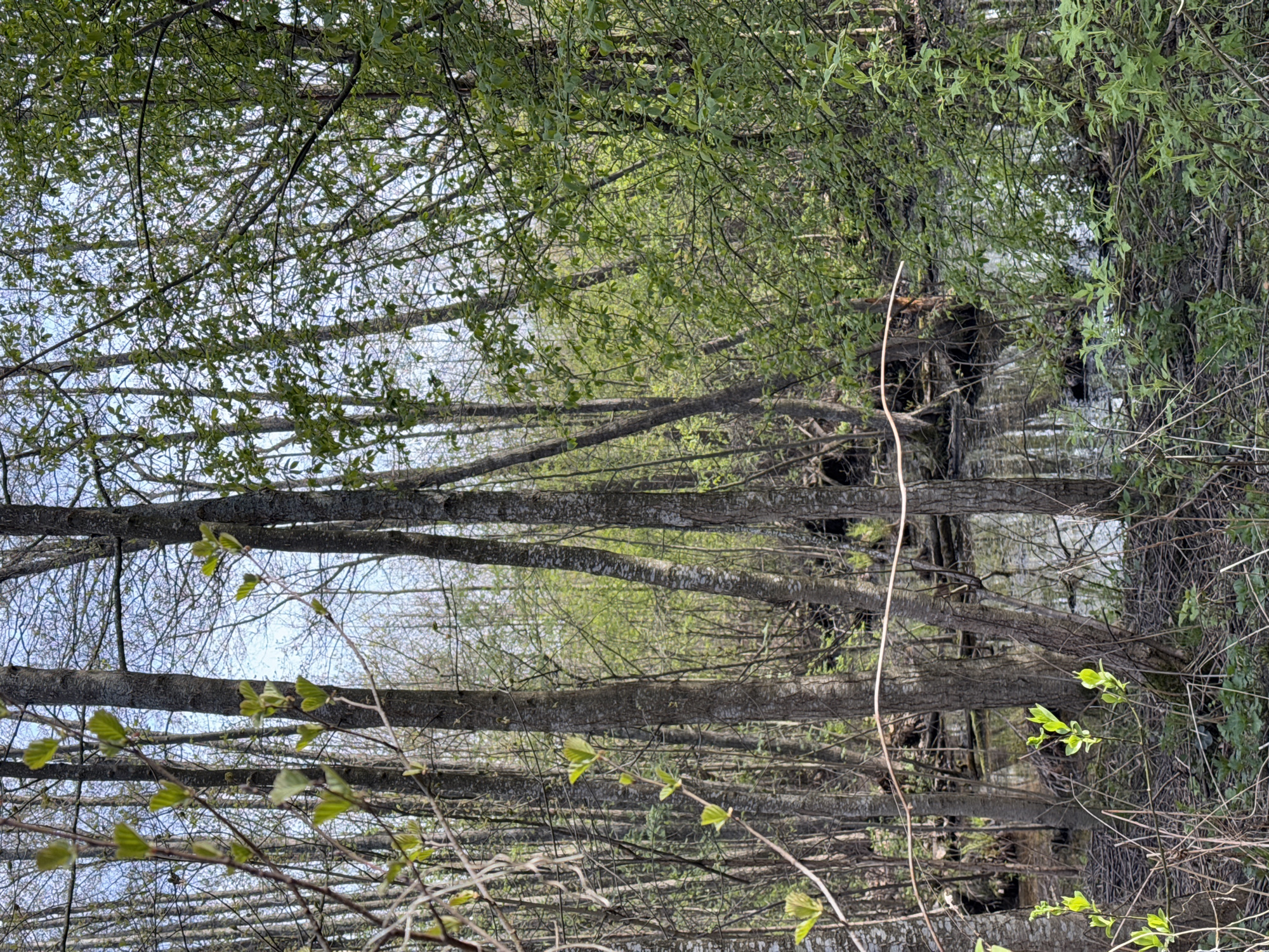 The image depicts a wooded area with trees and budding foliage. The location is likely a park or wooded area near a body of water, as suggested by the possible reflection of water visible through the trees. There are no visible people or signs of direct human activity. The light appears to be diffused, indicating an overcast day or a location where the sunlight is filtered through the trees. The trees are thin with visible bark texture. The overall environment is natural and indicative of early spring. The location in the city of Kronstadt, Russia cannot be verified, but the scene is consistent with a wooded area in a northern climate.
