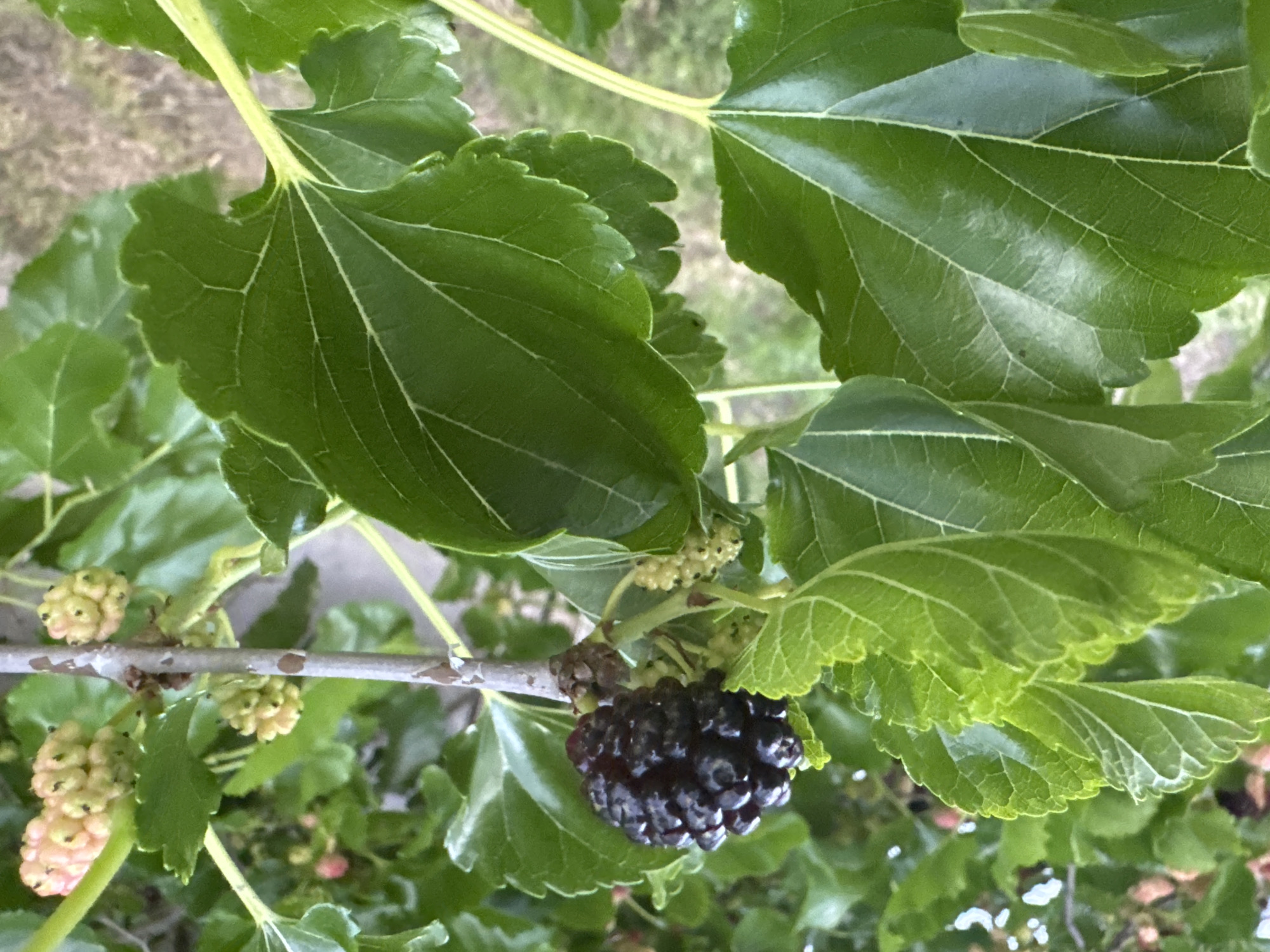 A close-up shot captures a dark purple mulberry fruit growing on a branch, surrounded by vibrant green leaves. Several unripe mulberries, appearing pale yellow-green, are also visible on the branch. The background is softly blurred, suggesting a natural outdoor setting with hints of other foliage and muted colors. The image appears to be taken in a garden or park.
