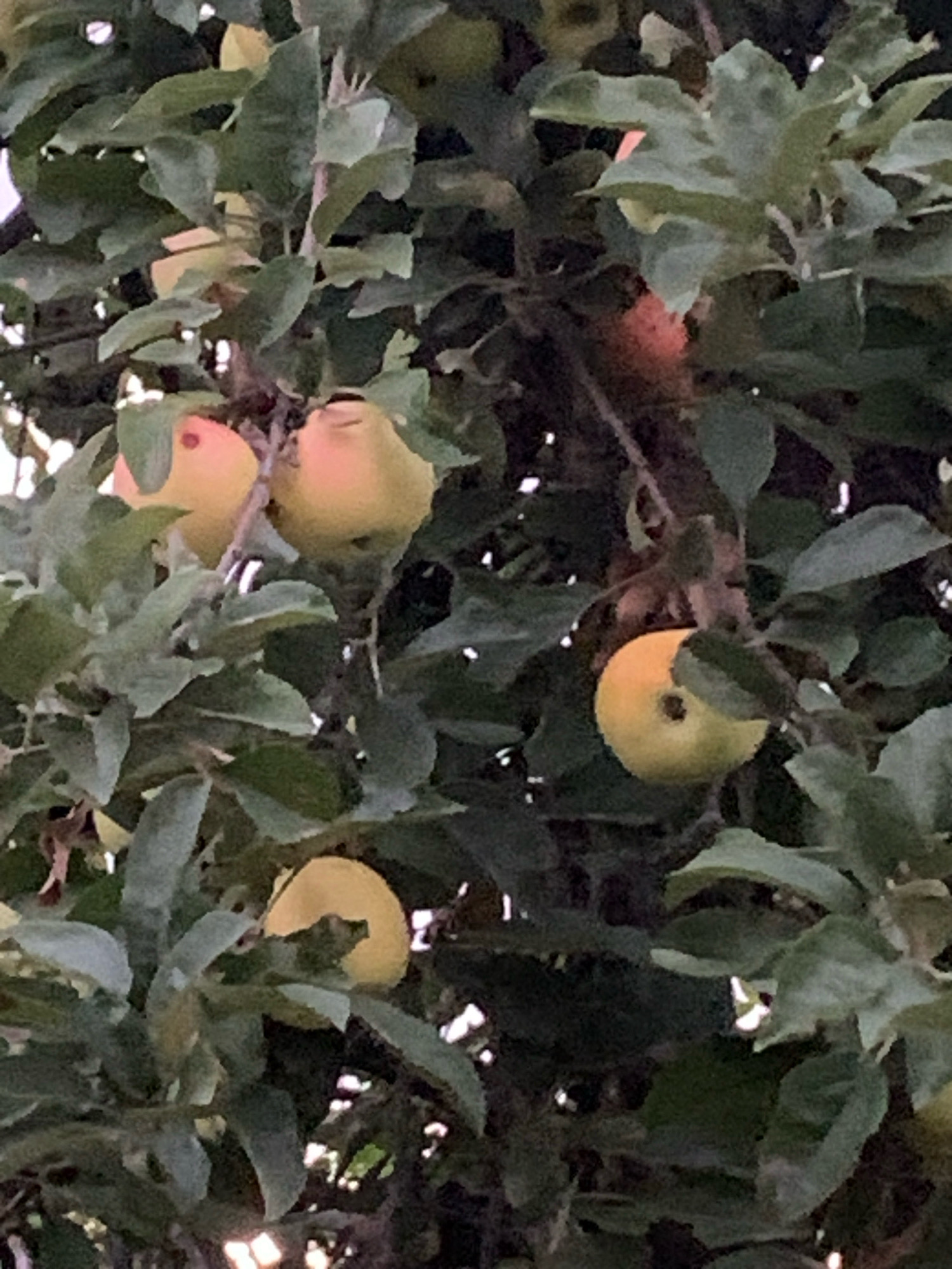 The image shows a close-up view of an apple tree with several yellow apples and green leaves. The apples are of varying sizes and some have a reddish blush. The leaves are dense and create a dappled lighting effect. The image does not provide any information about the city of Kapyĺ, Belarus, or any people or actions.