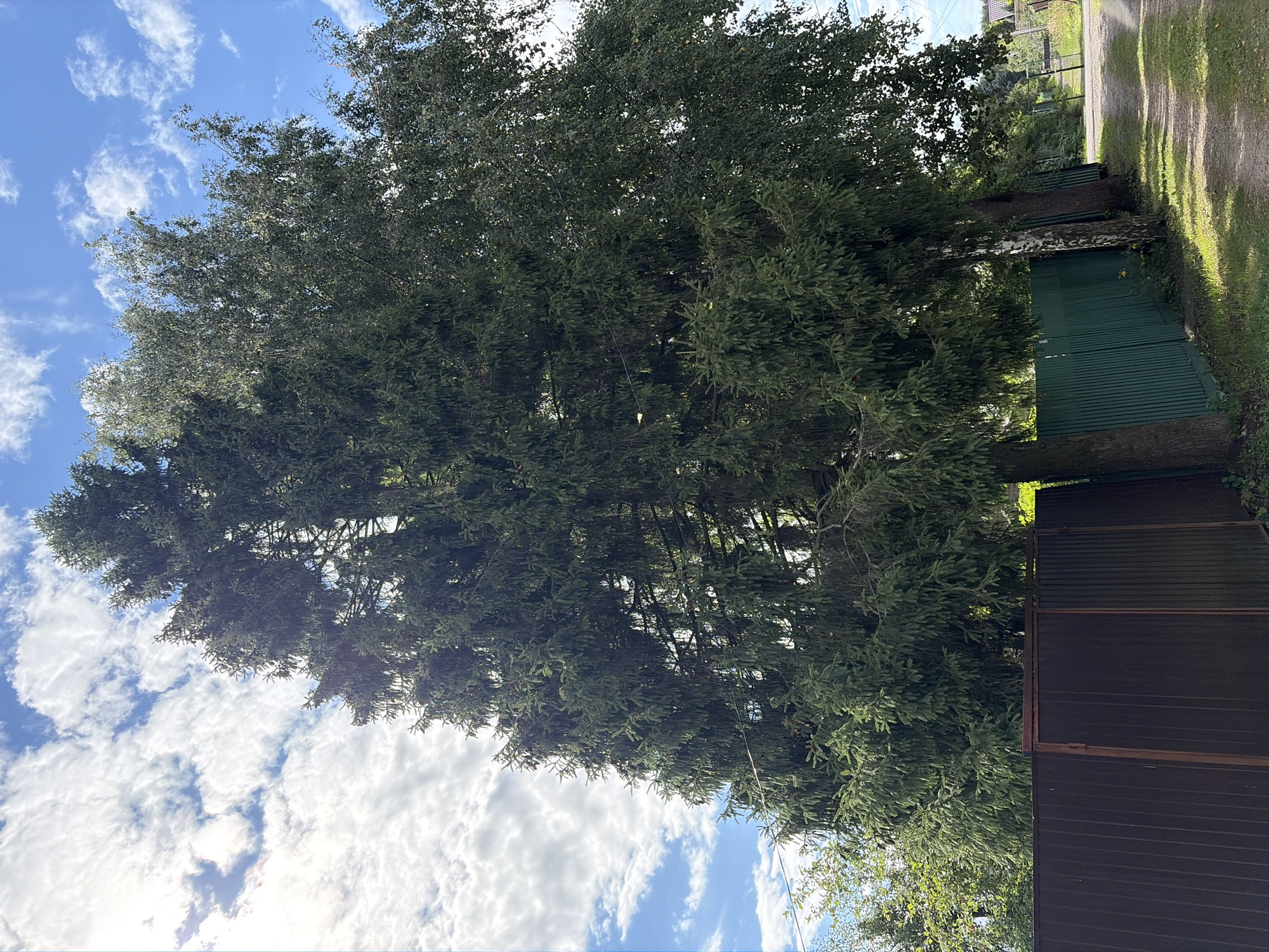 The image captures a view of a rural road in Нерудник Снт, Russia. Two large trees, one a dense spruce and the other a lighter deciduous tree, dominate the foreground, casting shadows on a gravel path. A dark brown corrugated metal fence runs along the left side of the road, followed by a green corrugated metal fence. Beyond the fences, there is lush green vegetation. The sky is blue with scattered white clouds, and sunlight filters through the trees. The scene suggests a quiet, natural setting within a community.