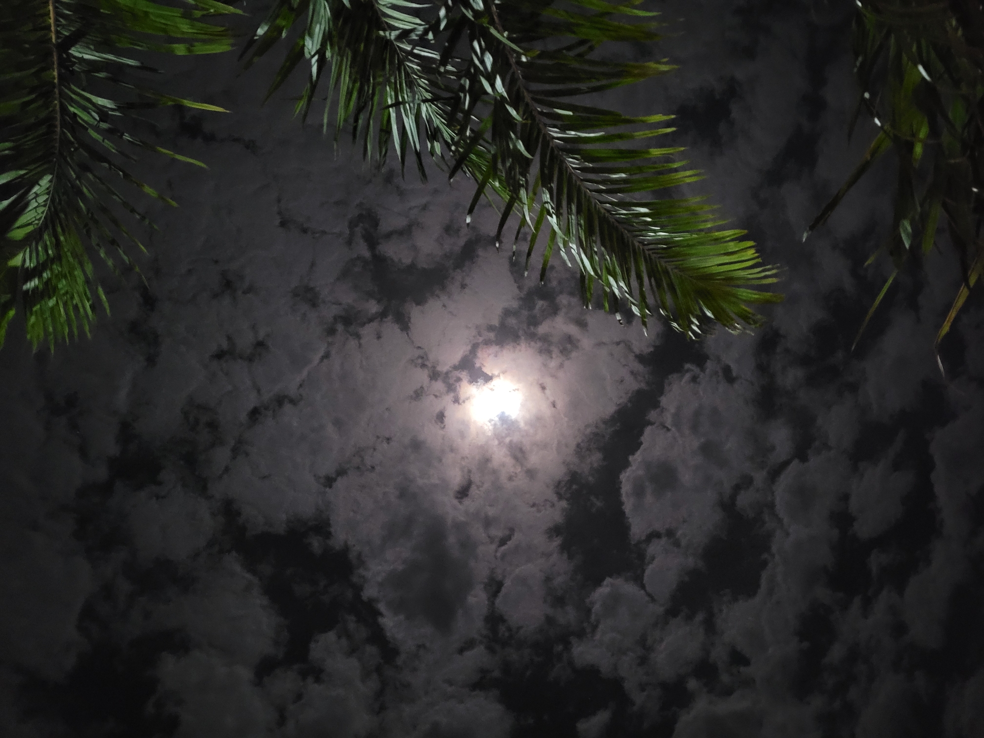 The image shows a night scene with palm fronds at the top of the frame, partially obscuring a cloudy sky. A bright light source, likely the moon, is visible through the clouds, creating a halo effect. The photograph appears to be taken from a low angle, looking upward. No people are visible. The location of the image is Akwanga, Nigeria.