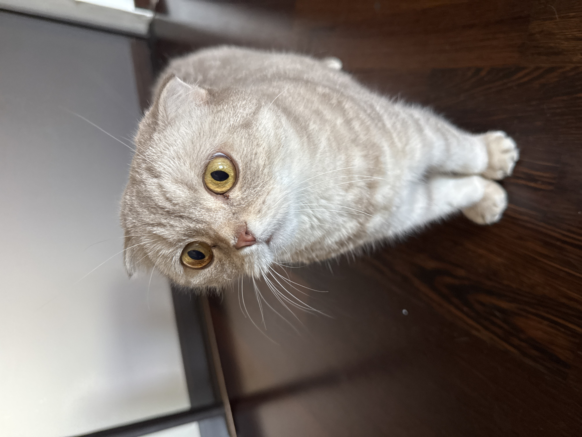 A light-brown, striped Scottish Fold cat with yellow eyes is lying on a dark-brown wooden floor. The cat is positioned at an angle in the image, with its head facing toward the left side and its body extending toward the right. A partial view of what appears to be a piece of furniture, possibly a cabinet, is visible in the upper-left corner of the frame. The photograph was likely taken indoors. There is no indication of the city of Saint Petersburg, Russia.