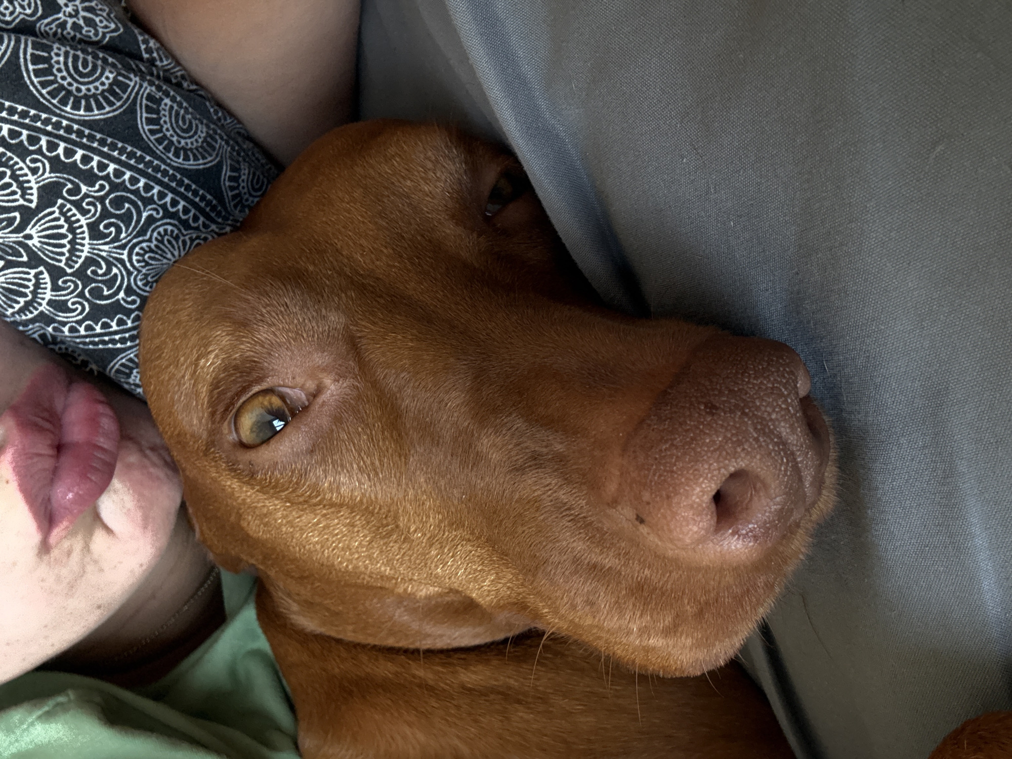 A close-up, high-angle shot captures a reddish-brown dog, likely a Vizsla, resting intimately beside a person. The dog's head occupies the majority of the frame, positioned centrally. Its intelligent, amber-colored eye is open and looks directly towards the viewer, showing a distinct reflection of a light source. The dog's wet, textured nose is prominent on the right side of its face. Its short, fine, reddish-brown fur is visible across its head and neck.
To the left of the dog, a person is partially visible. An arm and part of the person's face, specifically a section of their chin, neck, and one pink lip, are discernible. The person appears to be resting their head or body near the dog's, suggesting a moment of shared relaxation or companionship. The person is wearing a dark fabric with a white, intricate, circular pattern, possibly pajamas or casual clothing, and a light green fabric is also visible beneath.
To the right and behind the dog, a plain gray fabric, possibly upholstery of a couch, cushion, or blanket, provides a neutral background. The overall scene conveys a sense of warmth, comfort, and a close bond between the dog and its owner in an indoor setting. There are no visible location cues, weather indicators, or discernible text. The time of day cannot be determined.