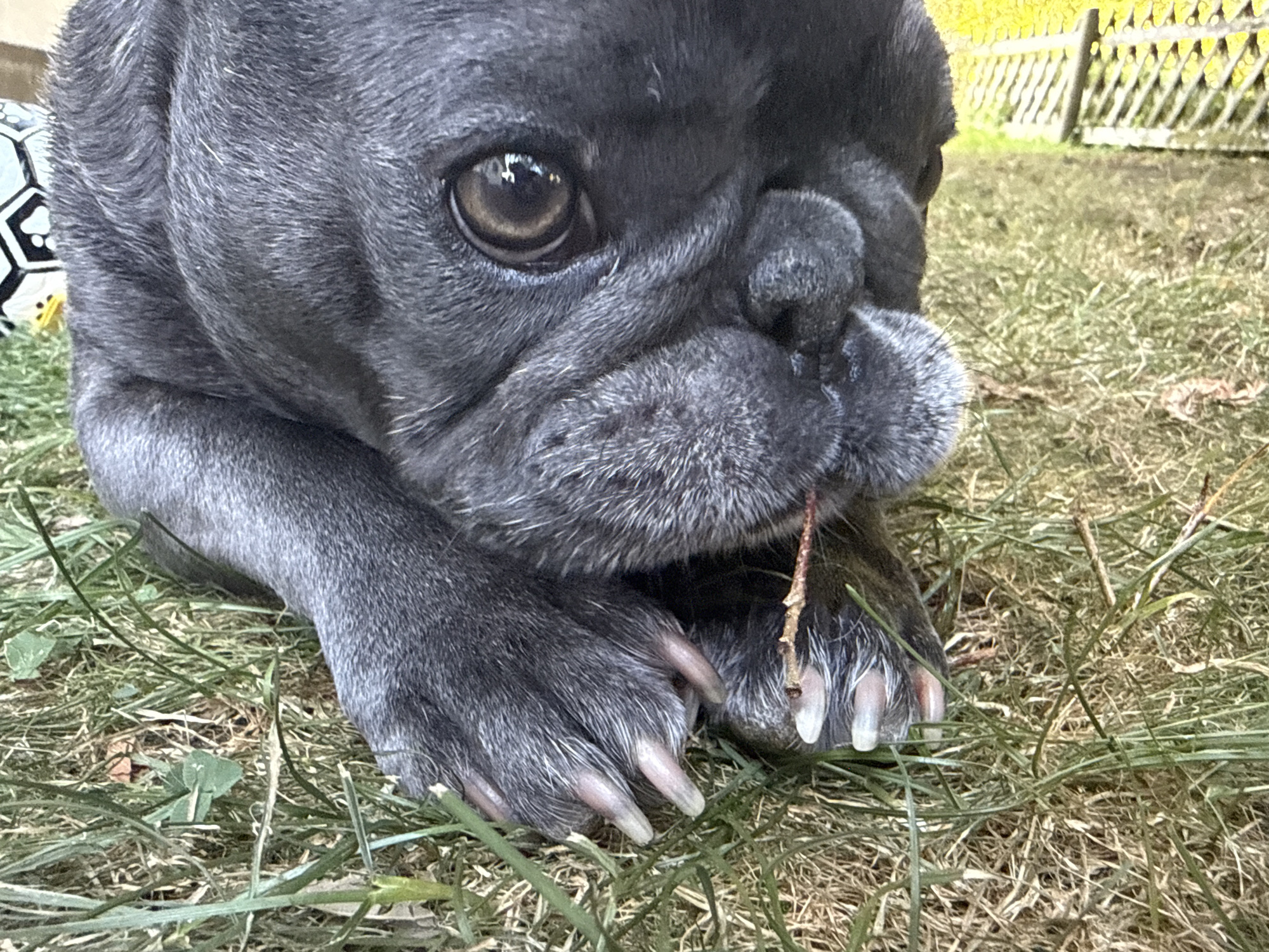 A dark grey pug is lying on grass in front of a wooden fence. The dog's head is in the foreground, facing towards the camera. Its eyes are large and dark brown, and its snout is wrinkled. The dog's paws are visible, with sharp claws. A small twig is held in its mouth. The background is blurred, with a yellow fence and green grass. The overall impression is of a close-up portrait of a dog in a natural setting. The scene is likely in a backyard or park, possibly in Bad Sachsa, Germany, given the presence of a wooden fence which is common in the region.