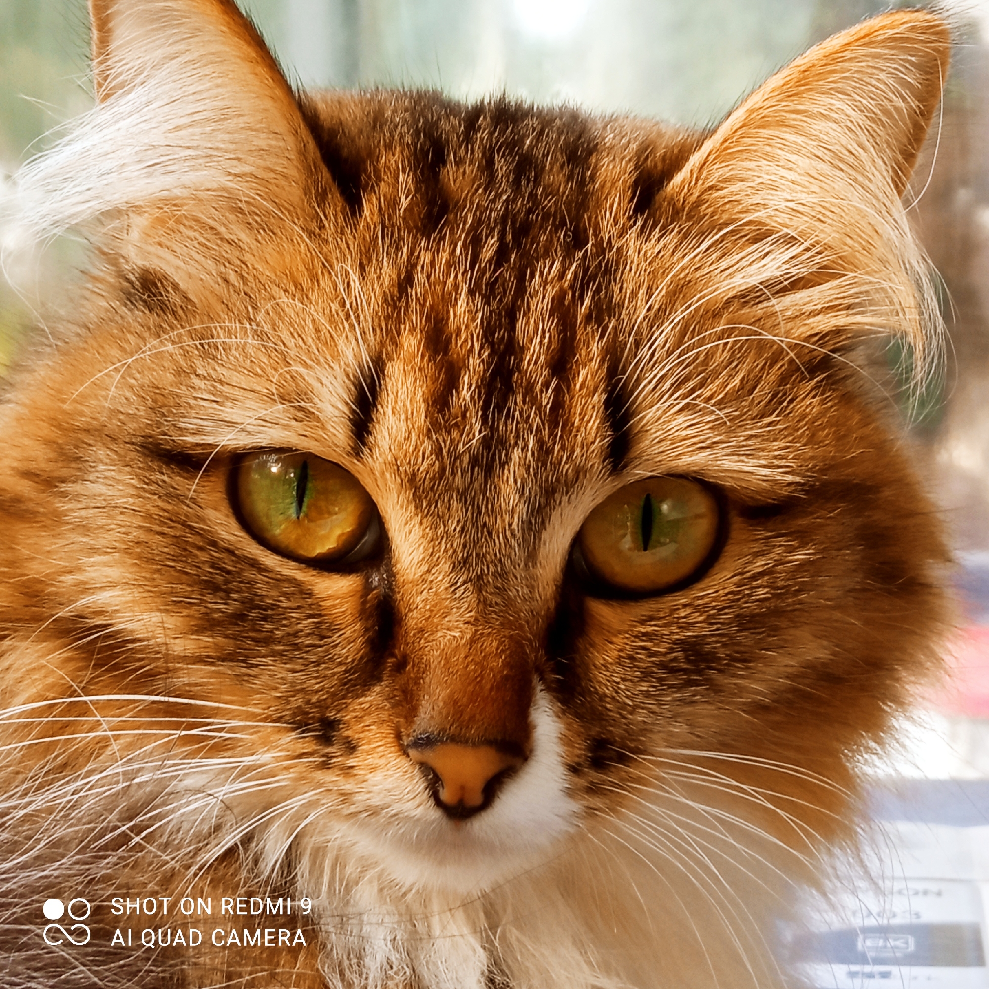 This is a close-up, head-on photograph of a long-haired tabby cat. The cat has striking green-gold eyes with vertical pupils, and its fur is a mix of brown, orange, and black stripes. Its whiskers are long and white. The background is softly blurred, suggesting an indoor setting near a window with natural light. The lighting highlights the texture and color of the cat's fur.
Visible text in the bottom left corner reads: "SHOT ON REDMI 9 AI QUAD CAMERA". This indicates the image was captured using a Redmi 9 smartphone.
The image focuses entirely on the cat's face, capturing a direct gaze that is calm and observant. The time of day appears to be daytime, as suggested by the natural light illuminating the cat and the blurred outdoor elements in the background. No specific weather conditions are discernible. The location context provided is Chaikovsky, Russia, but there are no explicit visual cues in the image to confirm this. The overall mood is peaceful and intimate, emphasizing the beauty of the feline subject.