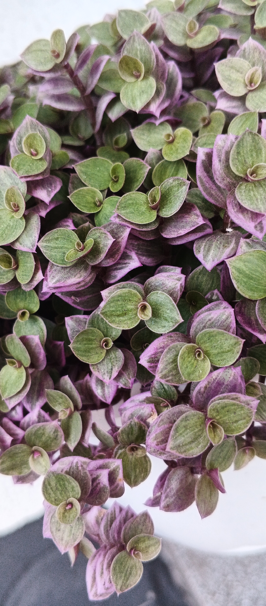 The image is a close-up, overhead view of a dense cluster of Tradescantia zebrina, commonly known as the wandering dude or inch plant. The plant features small, succulent leaves that are predominantly green on the upper surface with distinct purple undersides and edges. The leaves are arranged in a trailing, overlapping pattern along stems. The texture appears slightly fuzzy or velvety. The background is blurred and out of focus, with a light-colored surface at the top and a darker, textured surface at the bottom, possibly a pot or the ground. There is no visible indication of the location being Ploske, Ukraine; the image focuses solely on the plant itself.