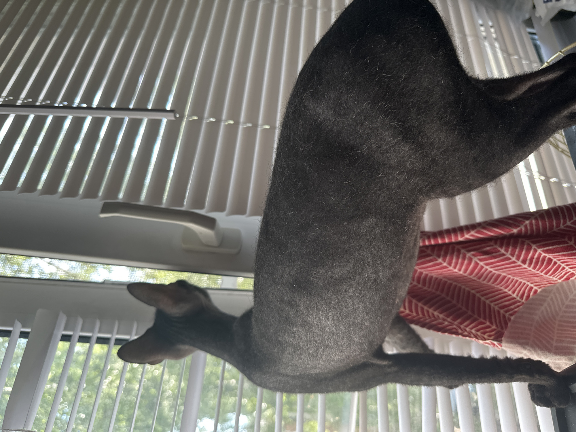 A grey, slender cat with large ears is standing on a window ledge, looking out through the blinds. The cat's fur appears short and somewhat sparse, revealing the musculature of its body. A red and white patterned fabric is draped on the ledge behind the cat. The scene takes place indoors, in a room with horizontal blinds covering the window. Outside the window, foliage is visible through the blinds, suggesting a location with greenery. The image appears to be taken at eye level with the cat.