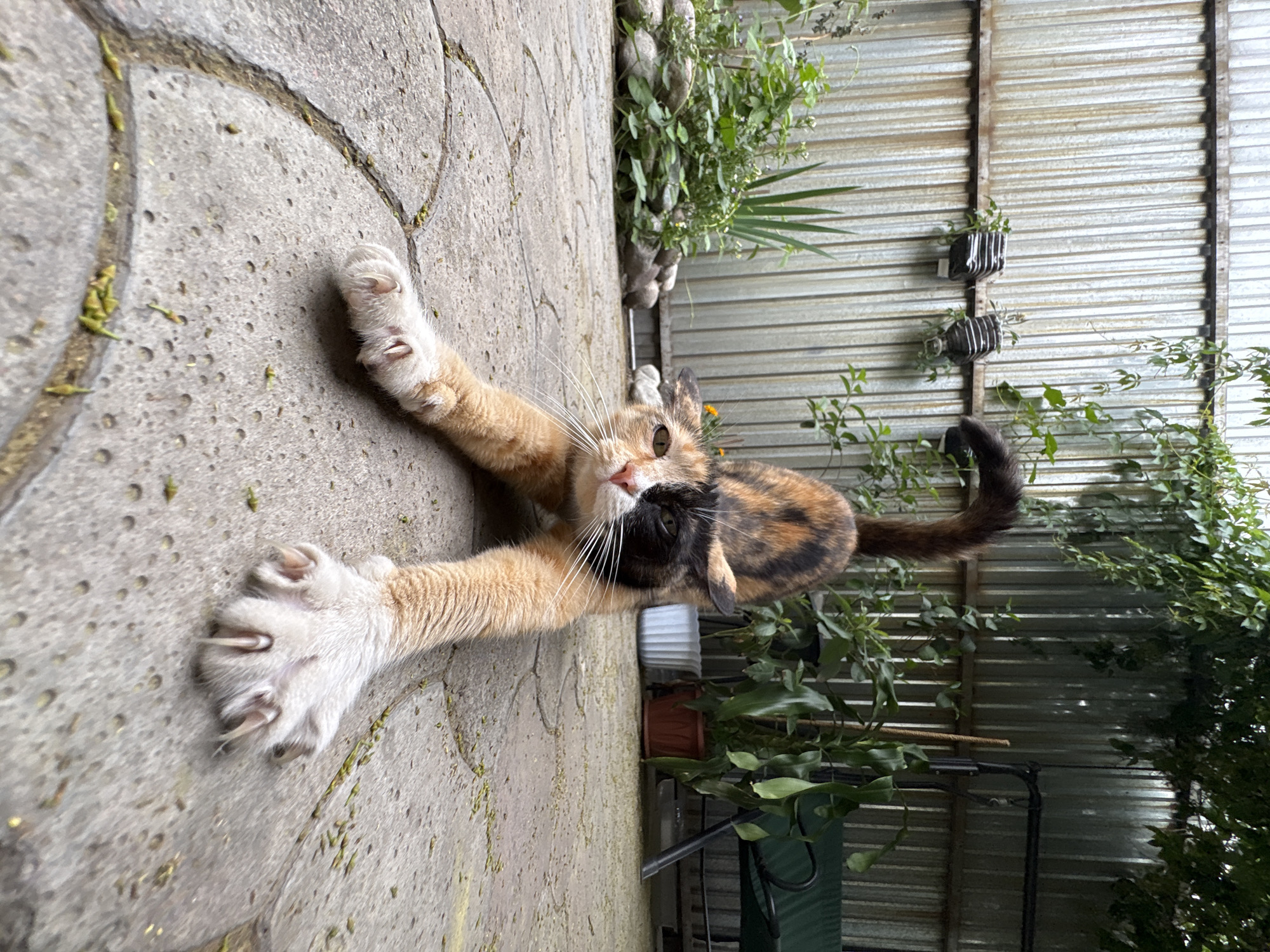 The image depicts a calico cat stretching on a paved patio in what appears to be a backyard or garden area. The cat has distinct patches of orange, black, and white fur, with a black mask over its left eye. Its front paws are extended forward, claws visible, as it arches its back. The background features a corrugated metal fence, lush green foliage, and potted plants. A green bench swing is visible in the far right background. The ground is paved with large, irregular stone slabs with green debris scattered on them. The lighting suggests an outdoor daytime scene. The scene is consistent with a residential outdoor space in Almaty, Kazakhstan.